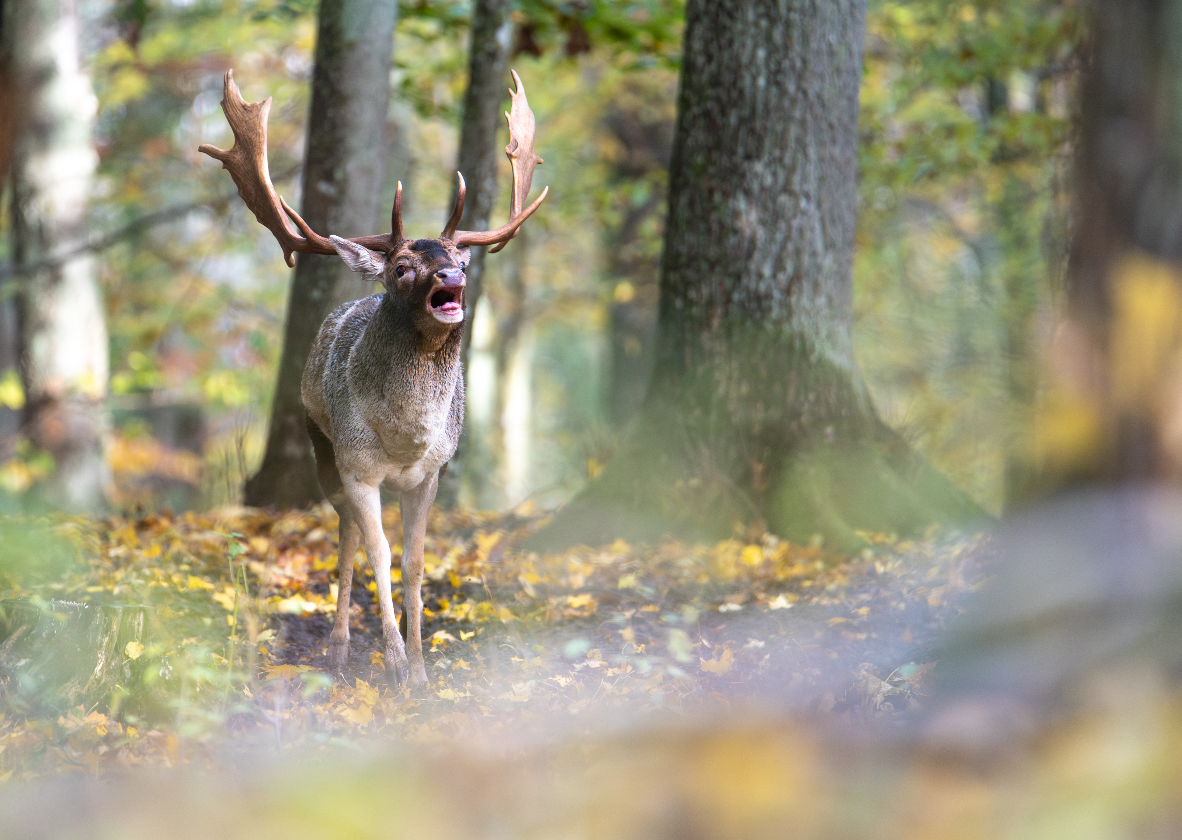 Daniel zwyczajny (Dama dama)