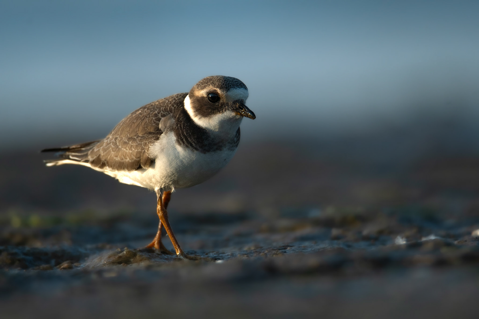 Sieweczka obrożna (Charadrius hiaticula)