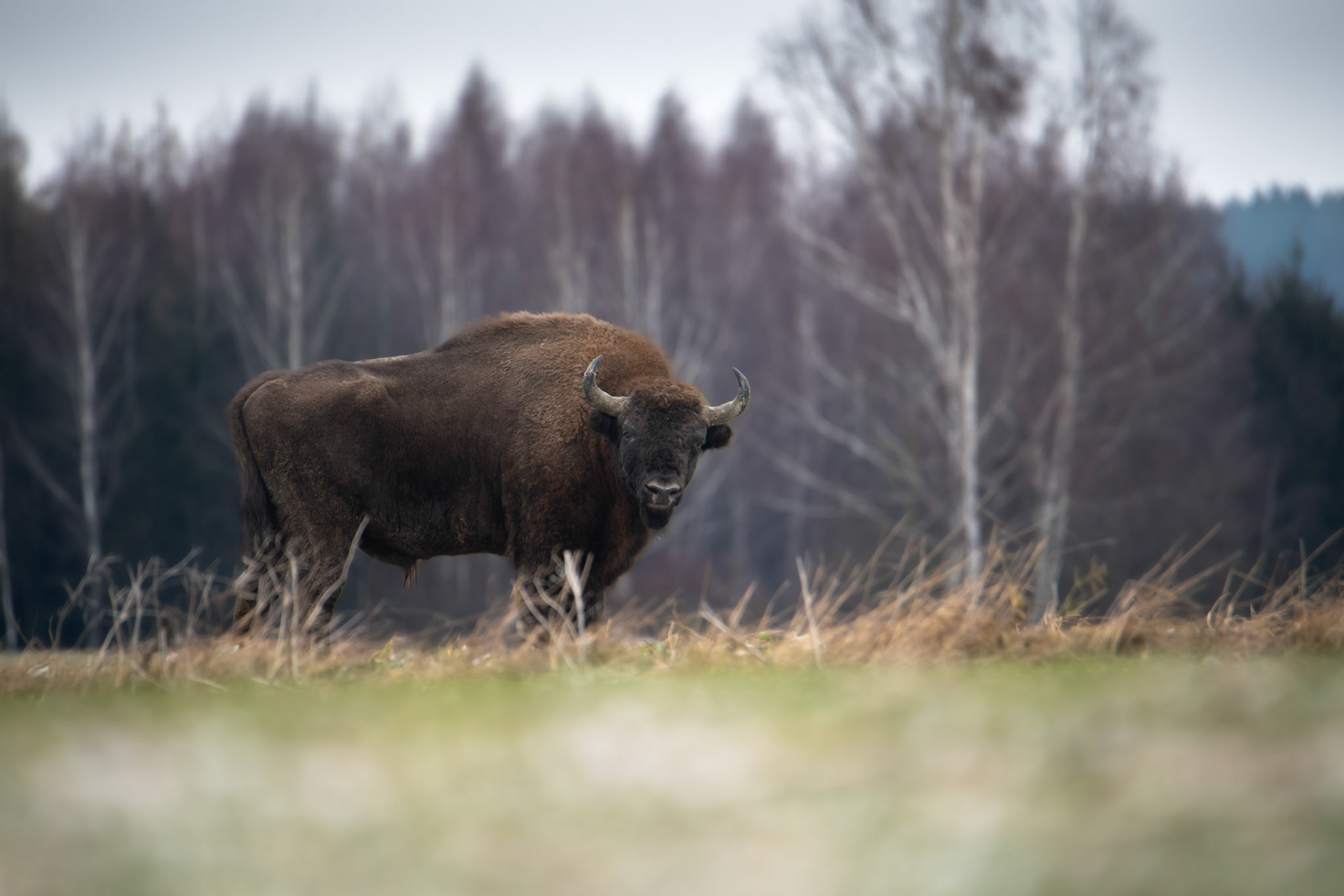 Żubr europejski (Bos bonasus)