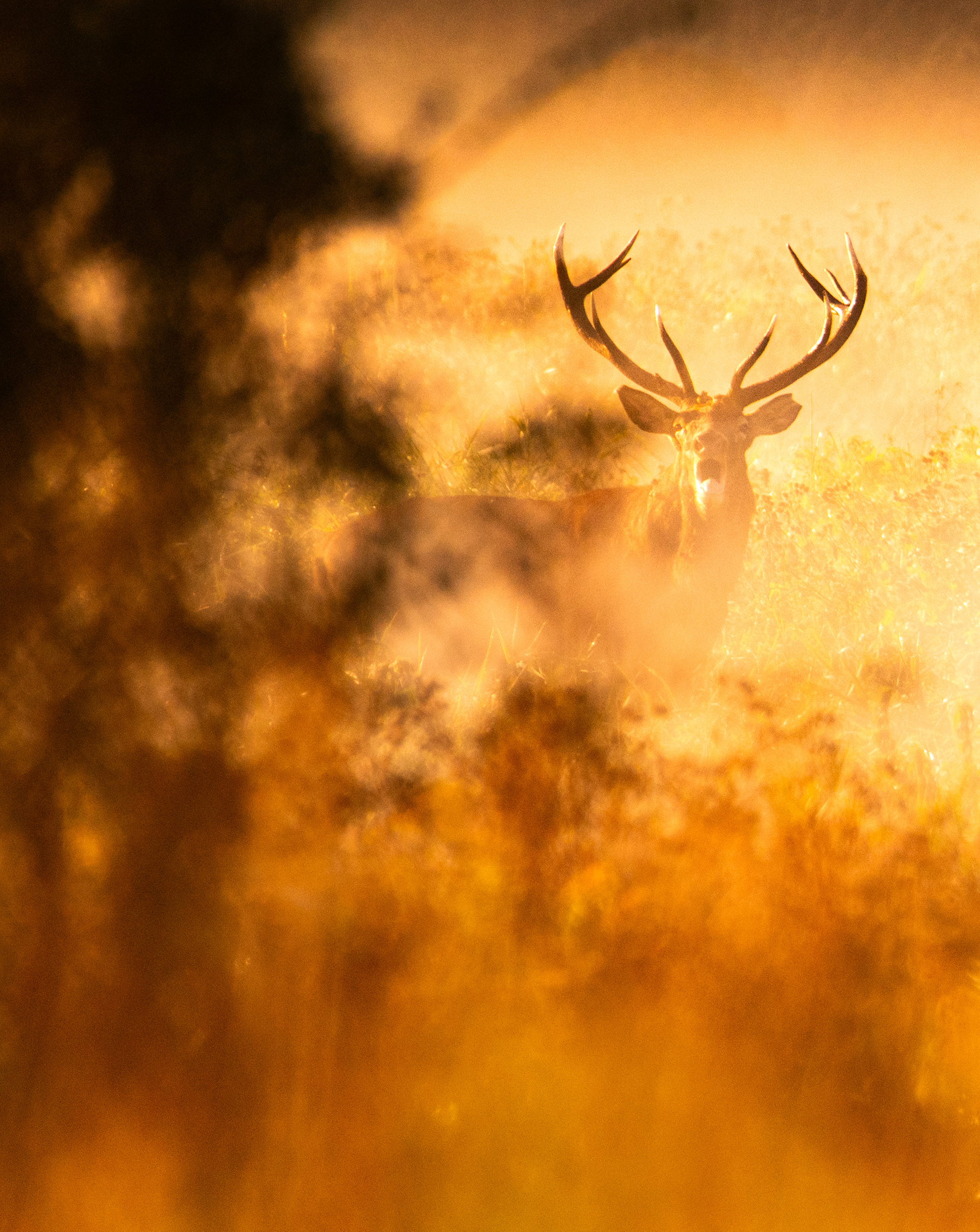 Jeleń szlachetny Cervus elaphus) 