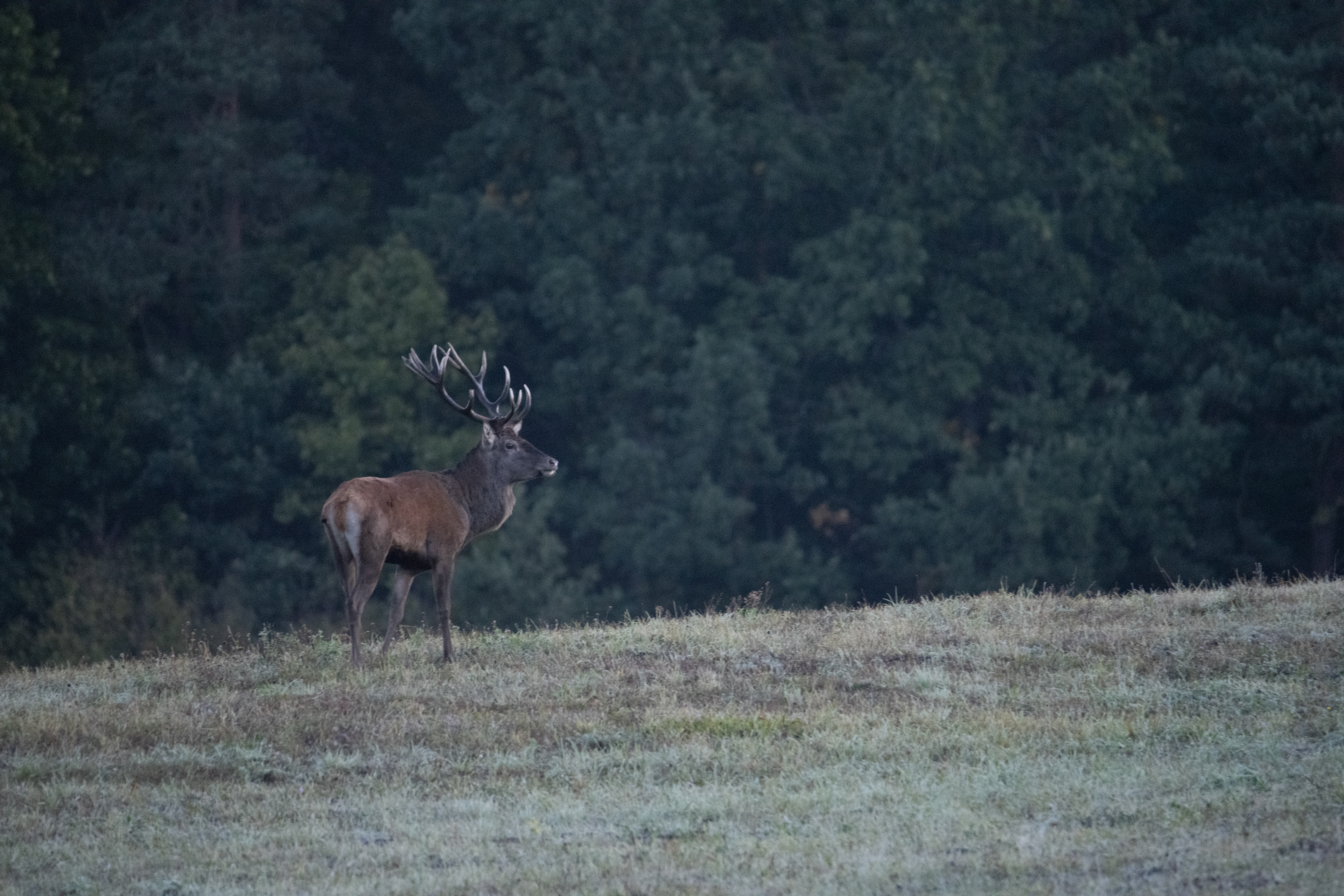 Jeleń szlachetny Cervus elaphus) 