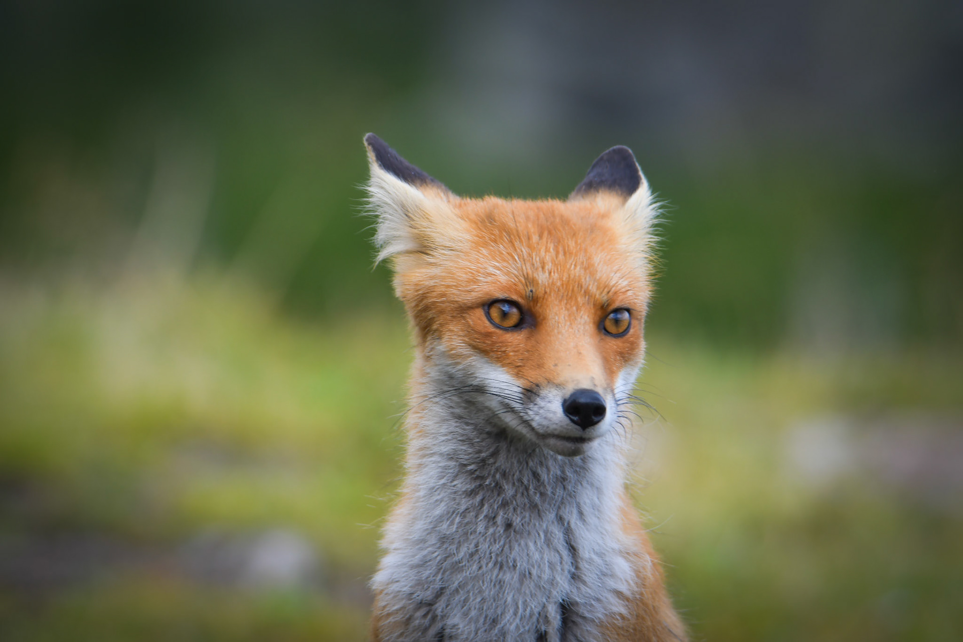 Lis rudy (Vulpes vulpes)
