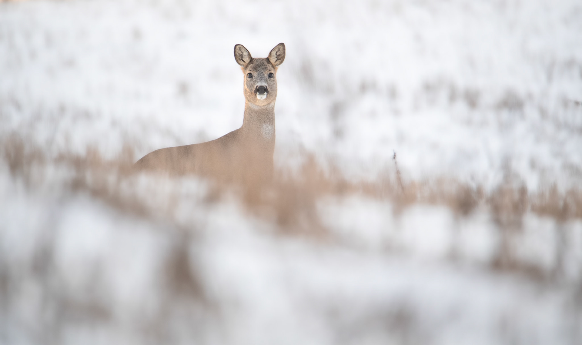 Sarna europejska (Capreolus capreolus)