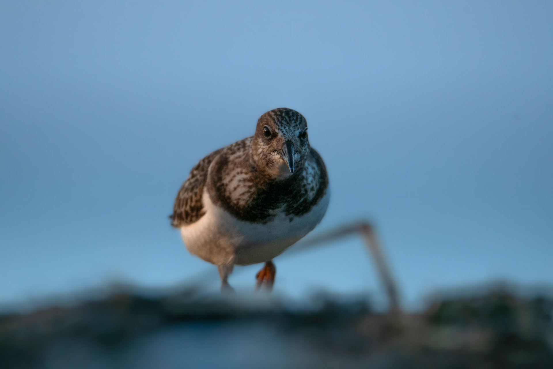 Kamusznik (Arenaria interpres)