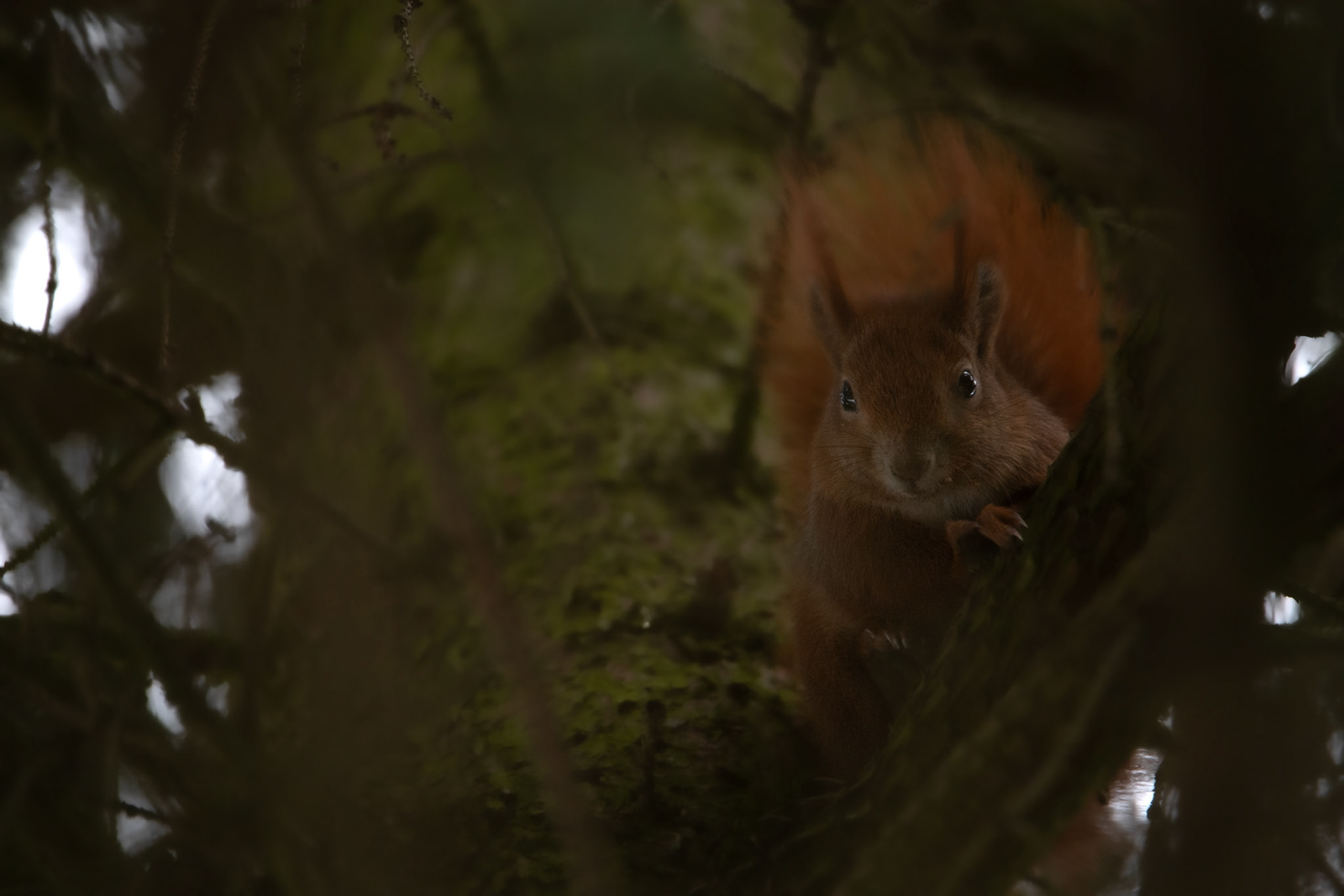 Wiewiórka pospolita (Sciurus vulgaris) 