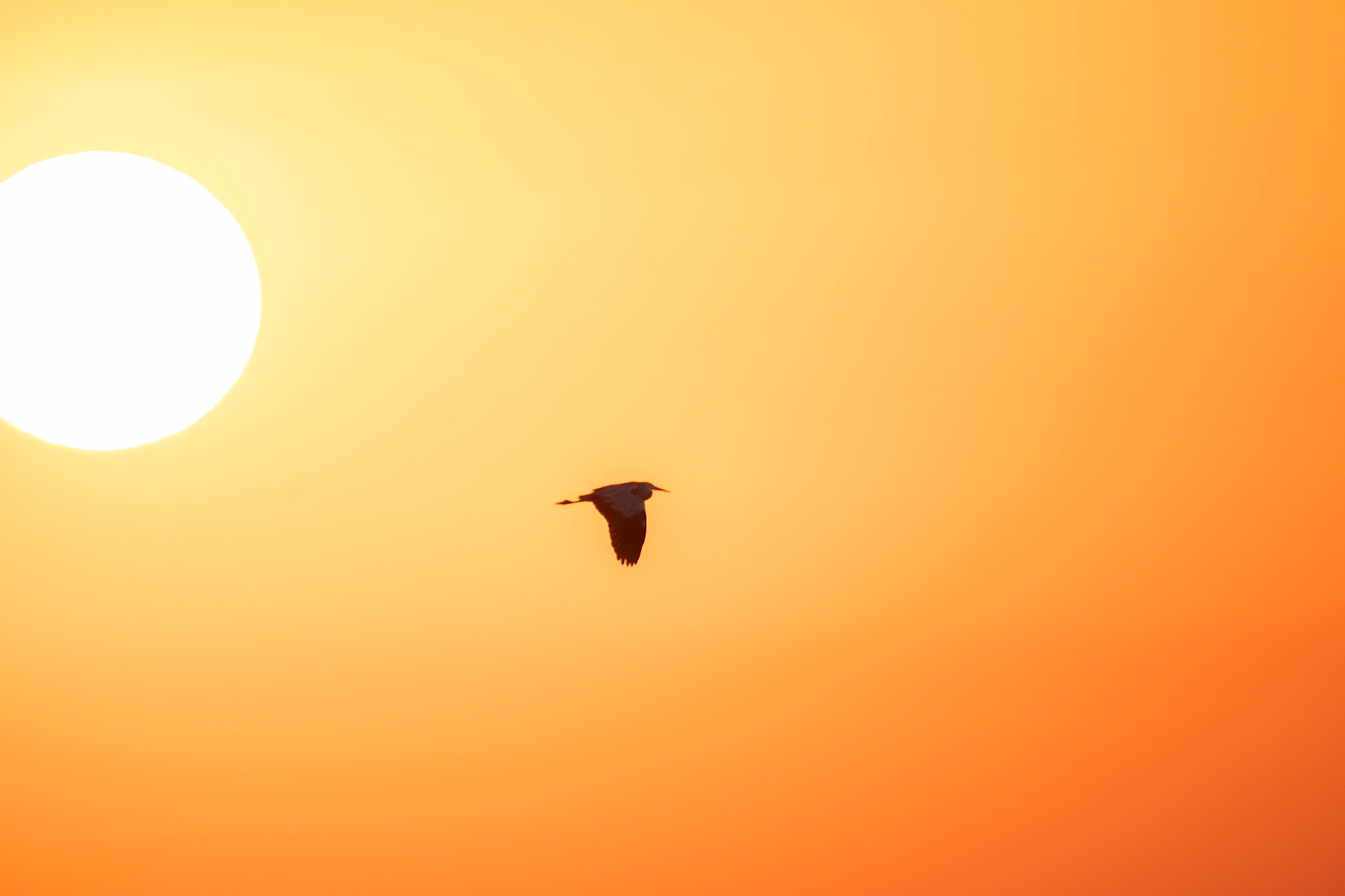 Czapla siwa (Ardea cinerea)