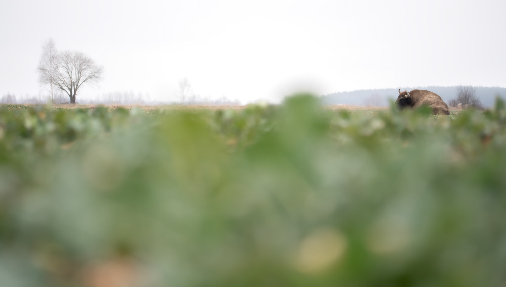 Żubr europejski (Bos bonasus)