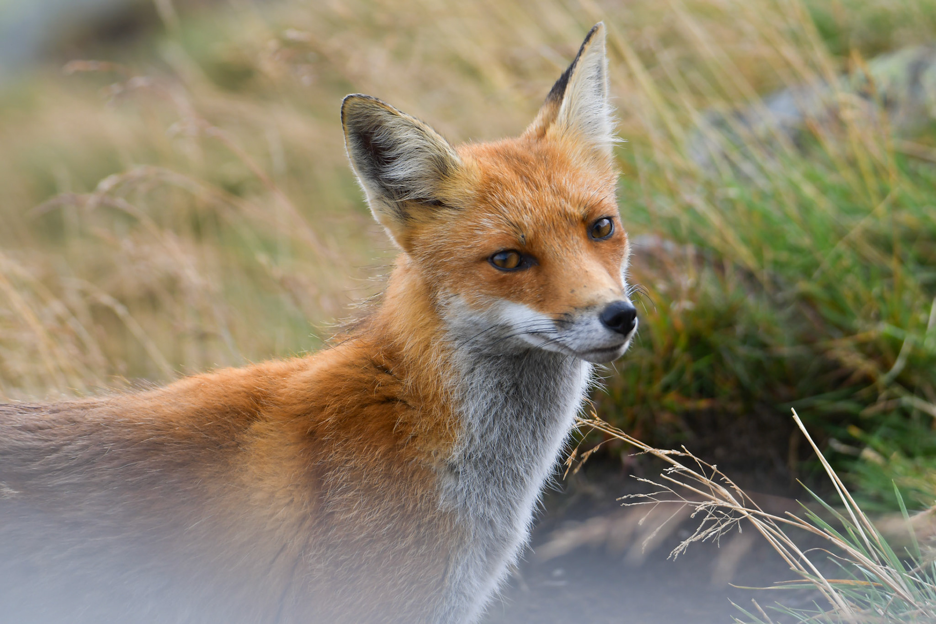 Lis rudy (Vulpes vulpes)
