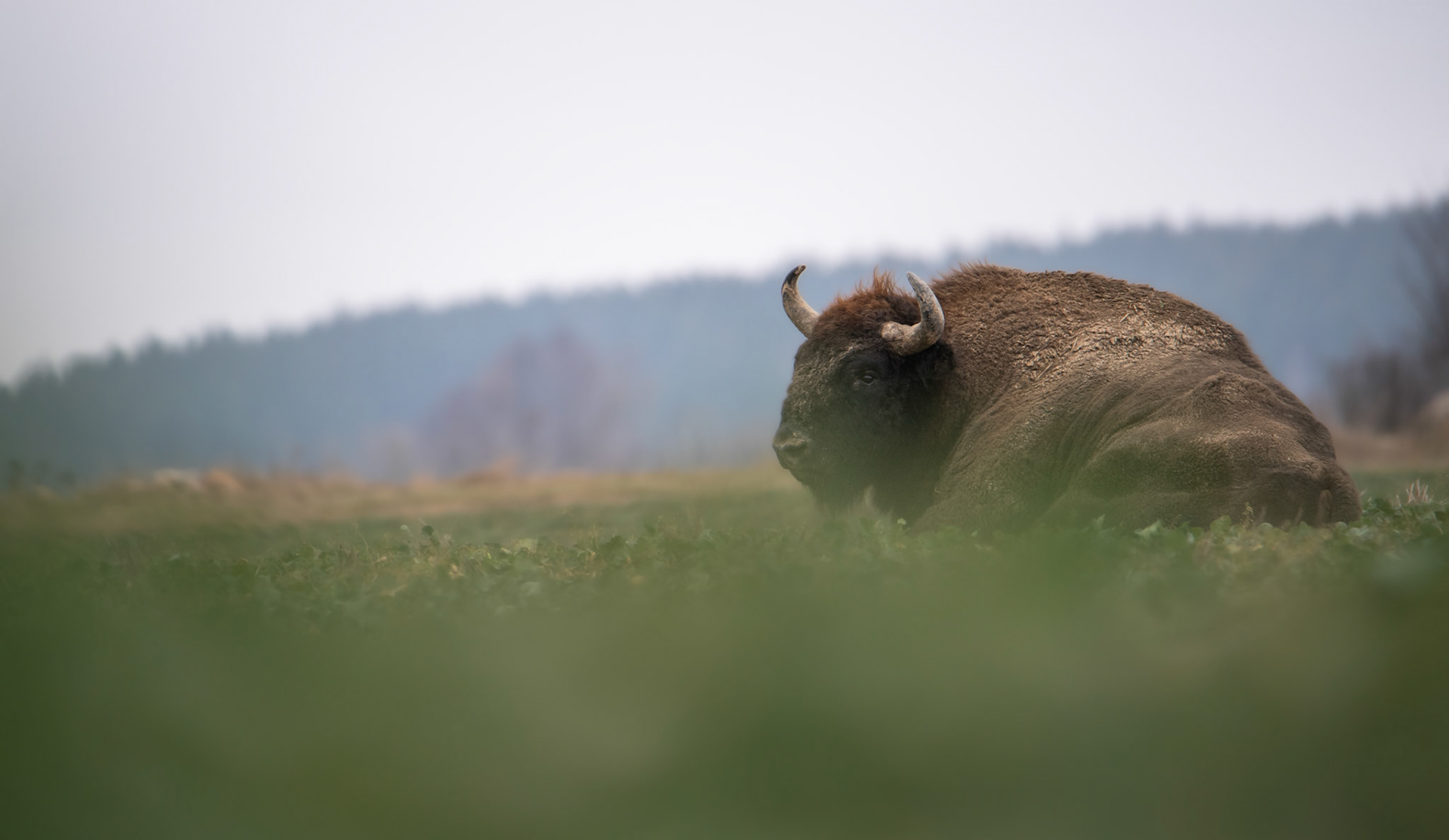 Żubr europejski (Bos bonasus)