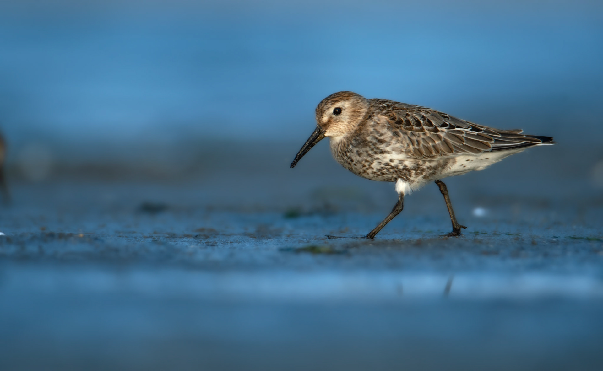 Biegus zmienny (Calidris alpina)