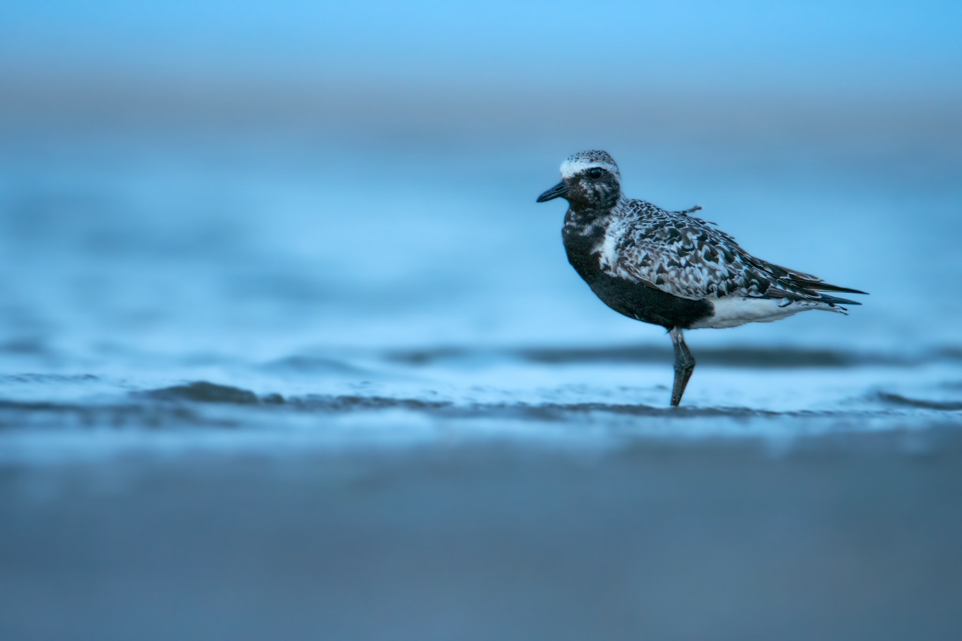 Siewnica (Pluvialis squatarola)