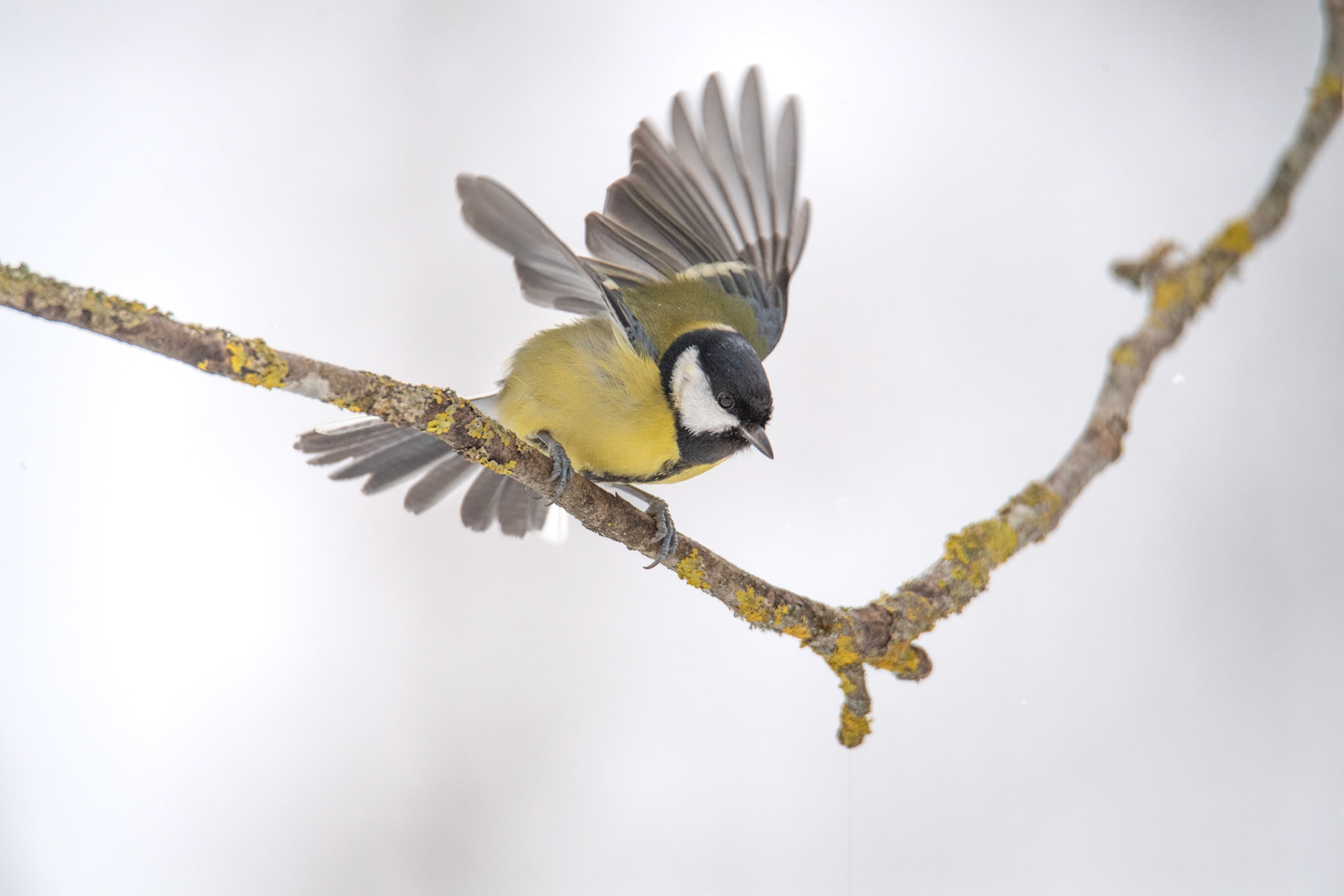 Sikora bogatka (Parus major) 