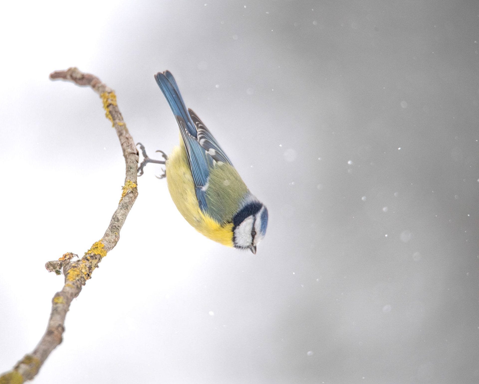 Modraszka (Cyanistes caeruleus) 