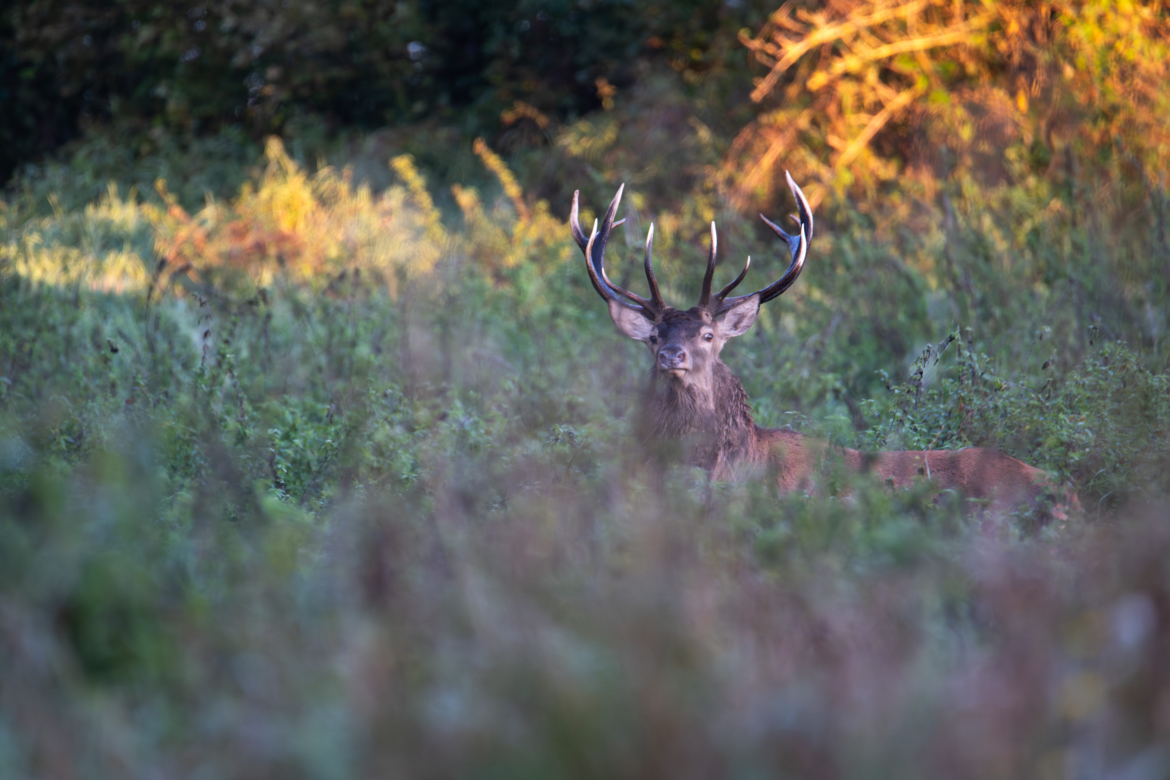 Jeleń szlachetny Cervus elaphus) 
