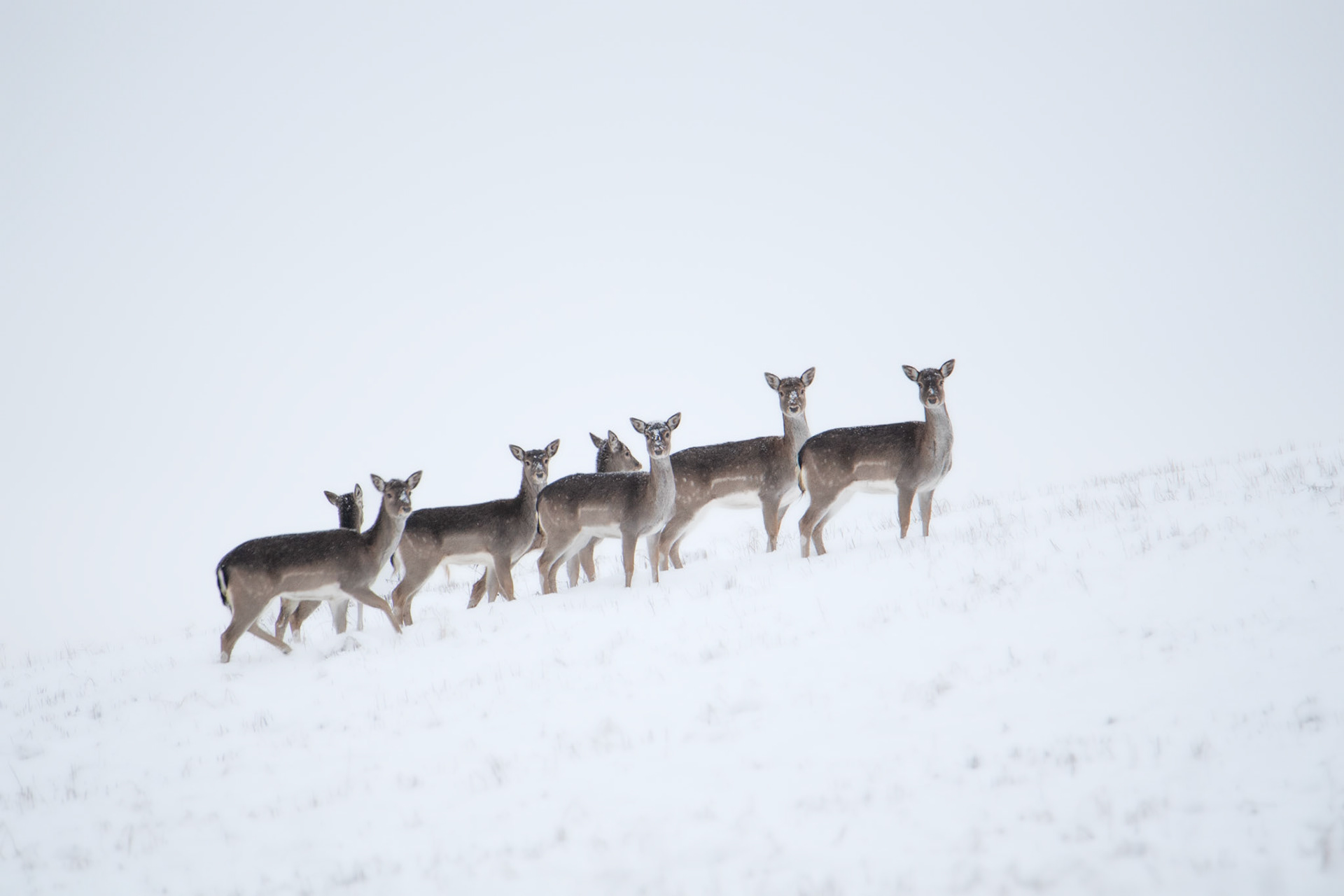 Daniel zwyczajny (Dama dama)