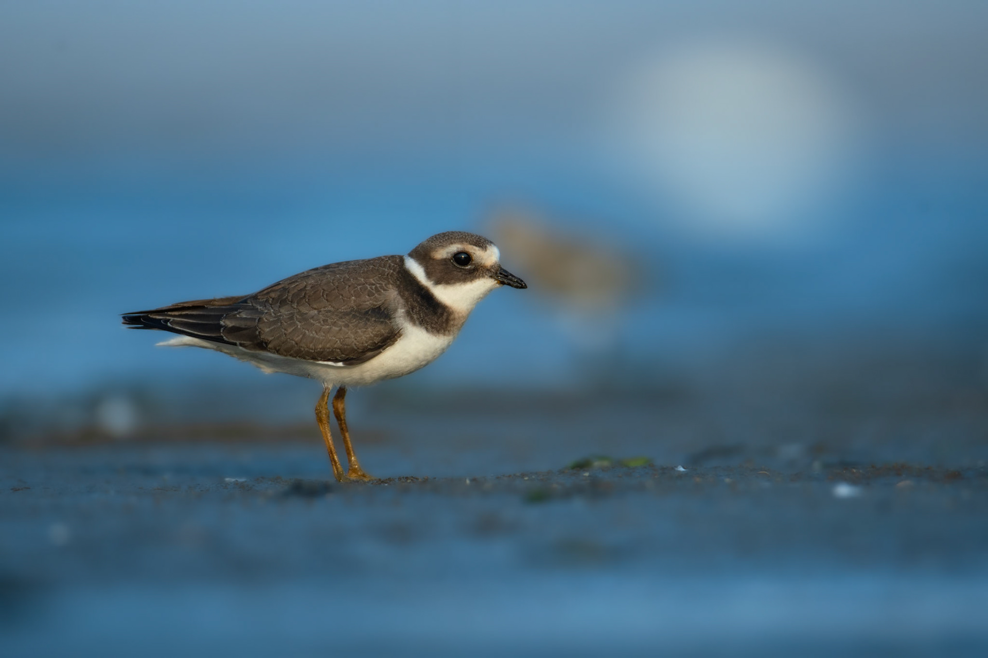 Sieweczka obrożna (Charadrius hiaticula)