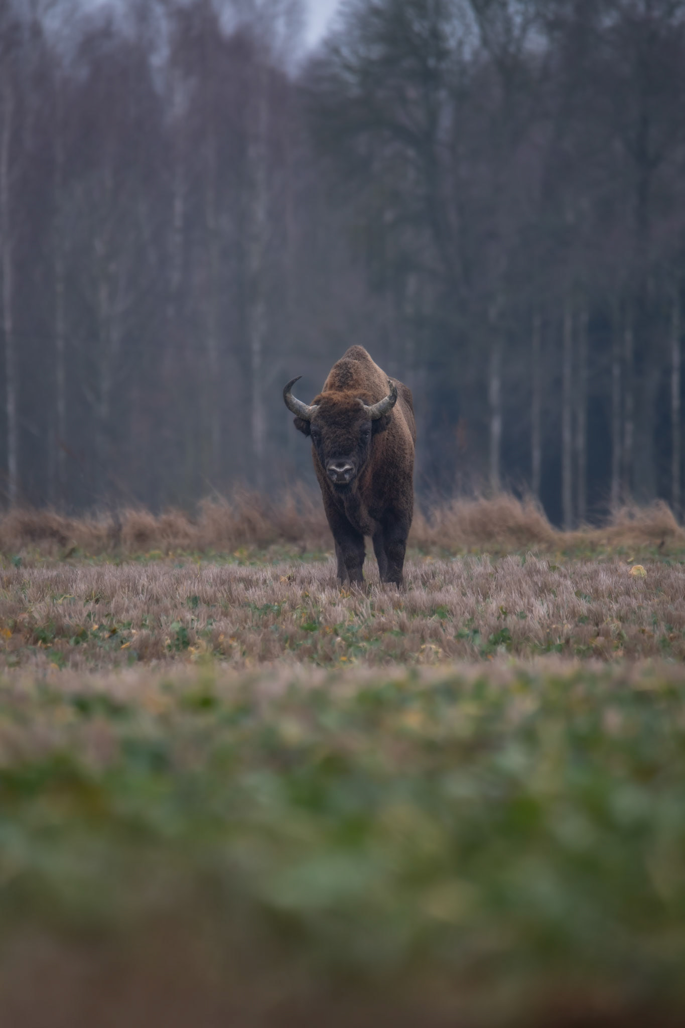 Żubr europejski (Bos bonasus)