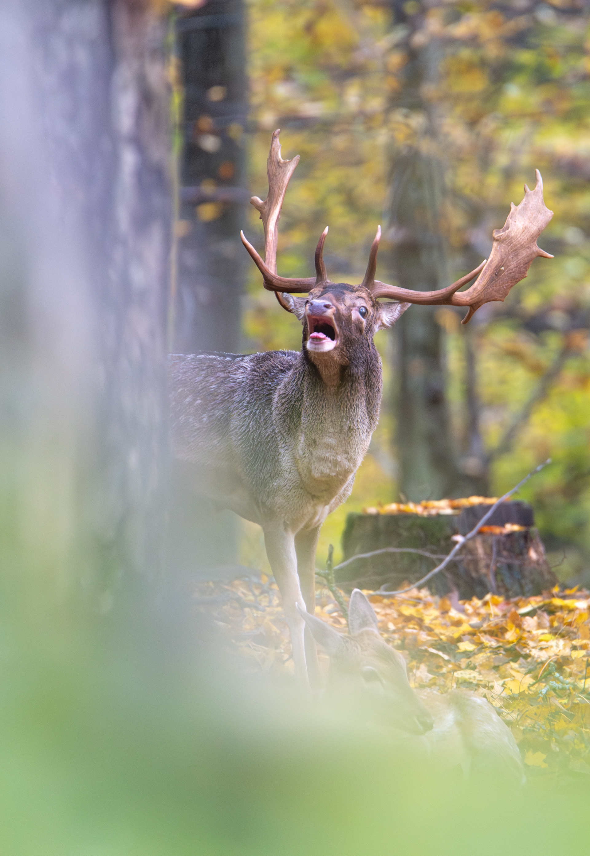 Daniel zwyczajny (Dama dama)