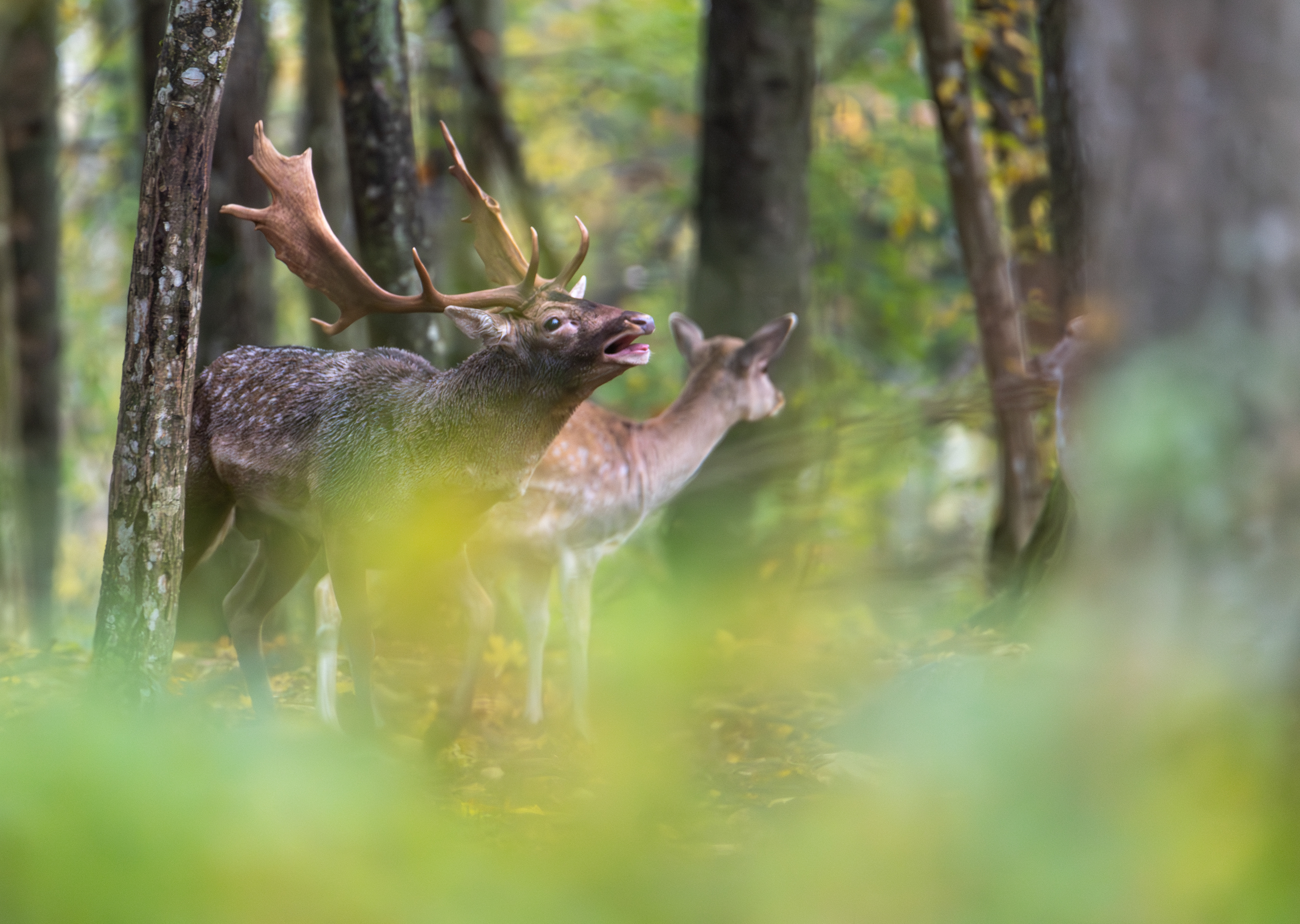 Daniel zwyczajny (Dama dama)