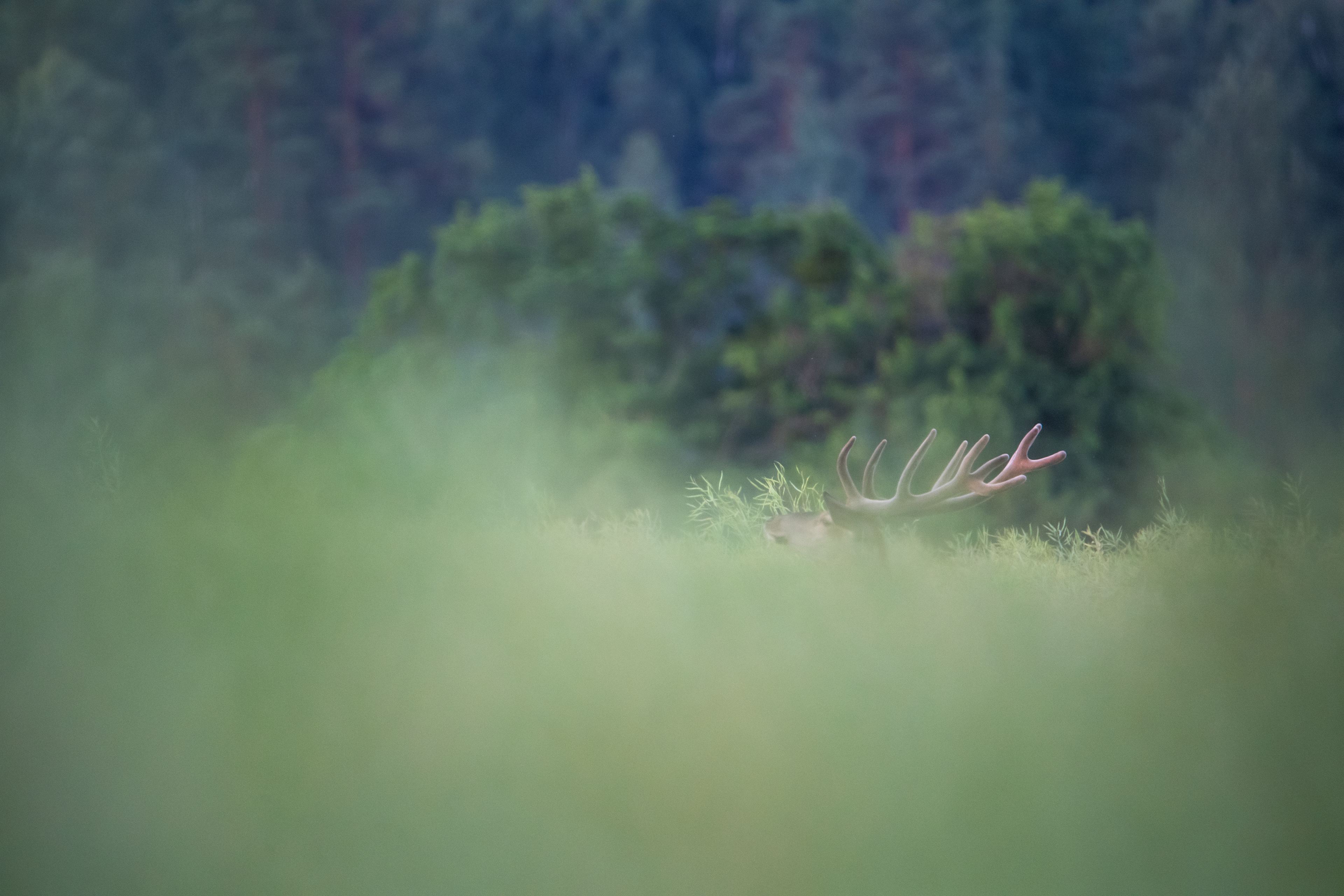 Jeleń szlachetny Cervus elaphus) 