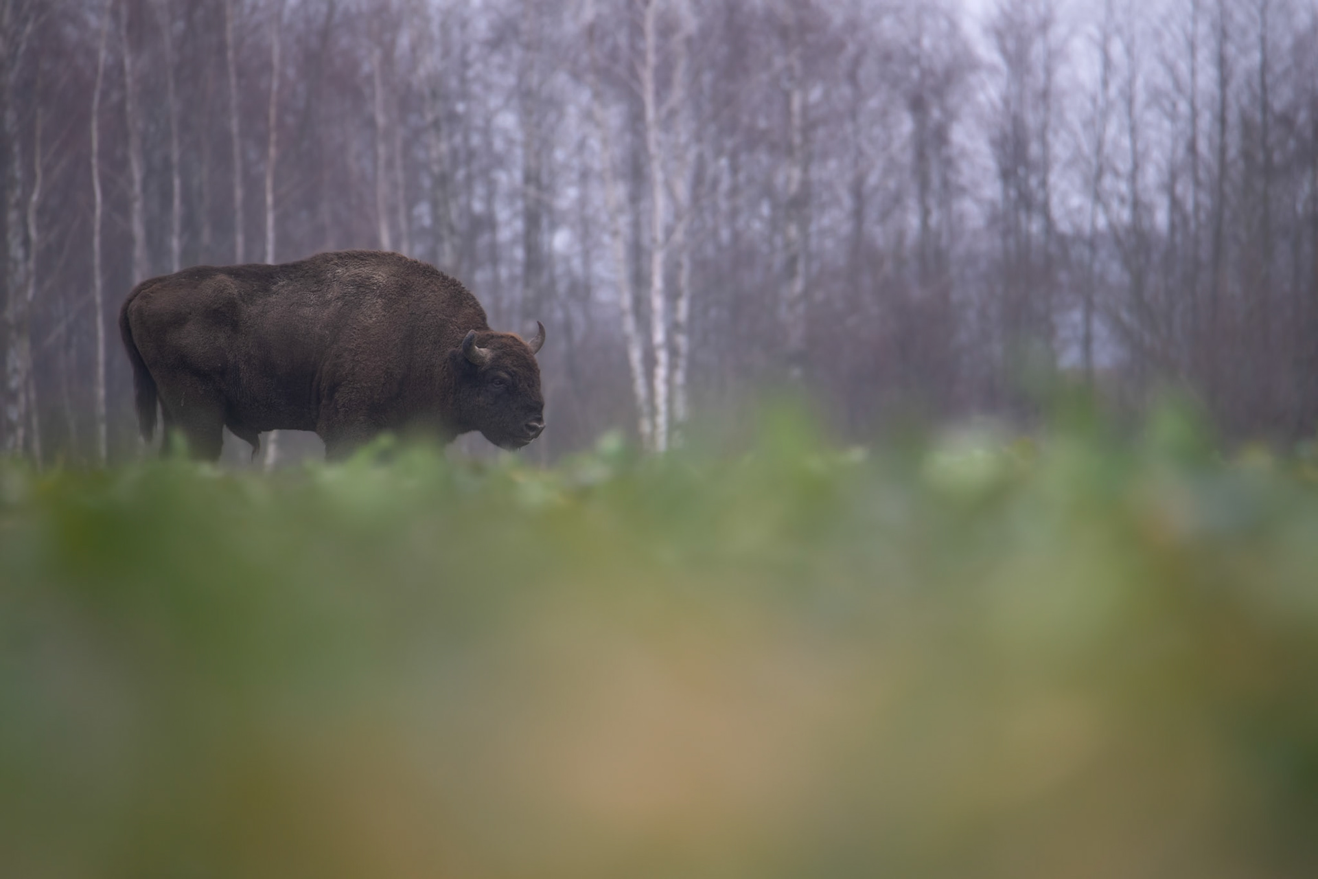 Żubr europejski (Bos bonasus)
