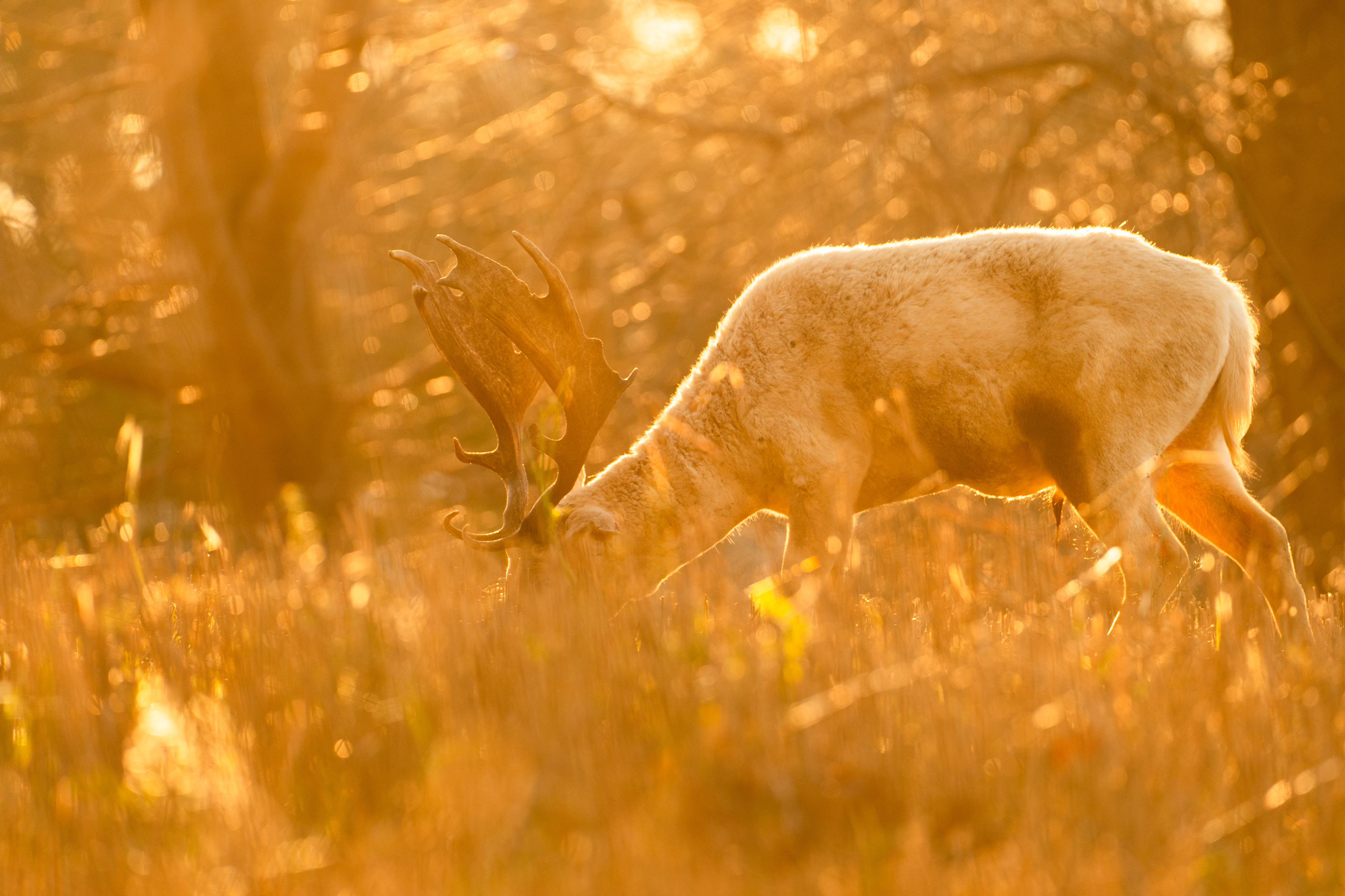 Daniel zwyczajny (Dama dama)