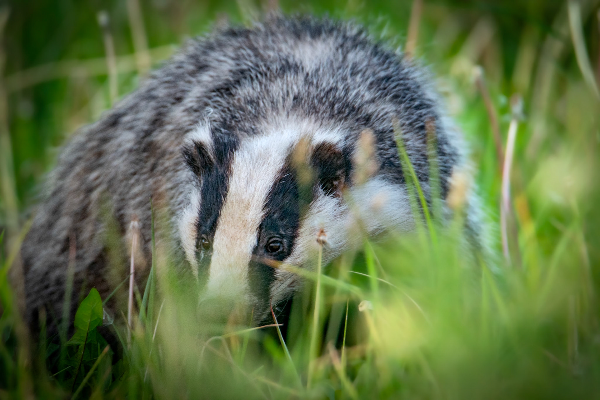 Borsuk europejski (Meles meles)
