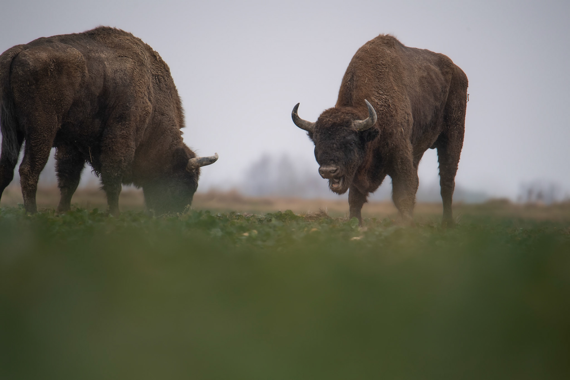 Żubr europejski (Bos bonasus)