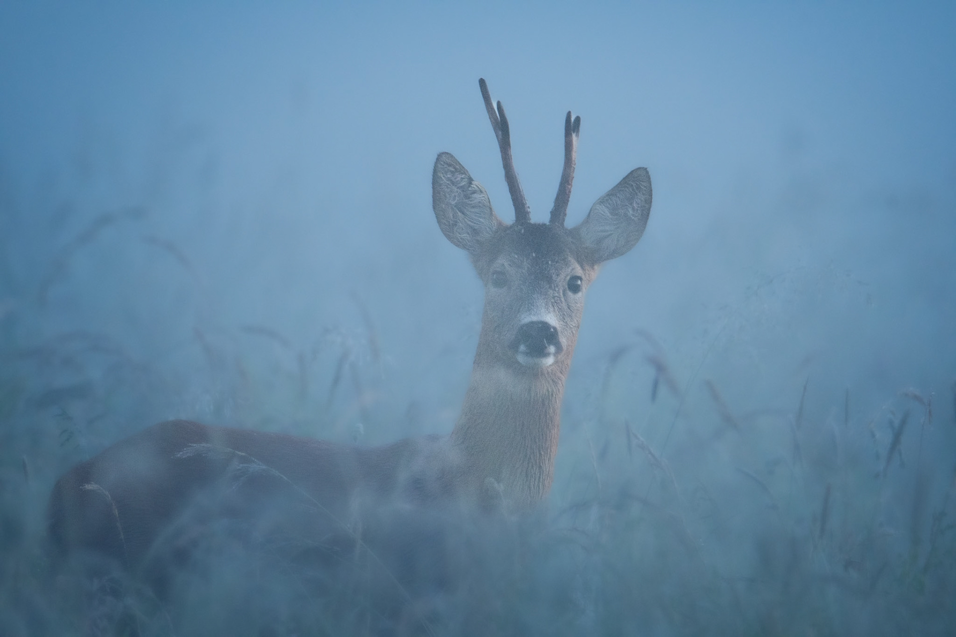 Sarna europejska (Capreolus capreolus)