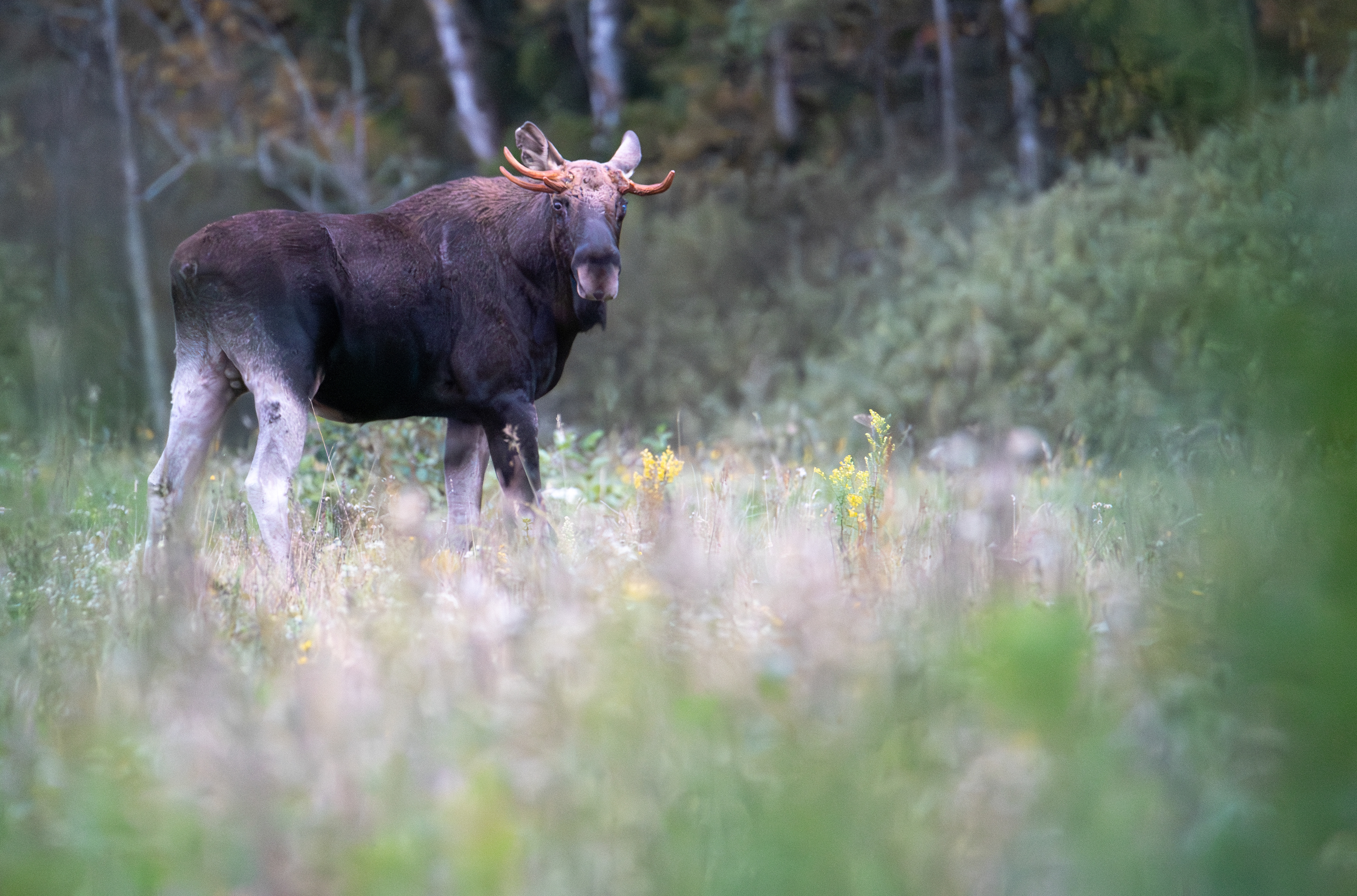 Łoś euroazjatycki (Alces alces)