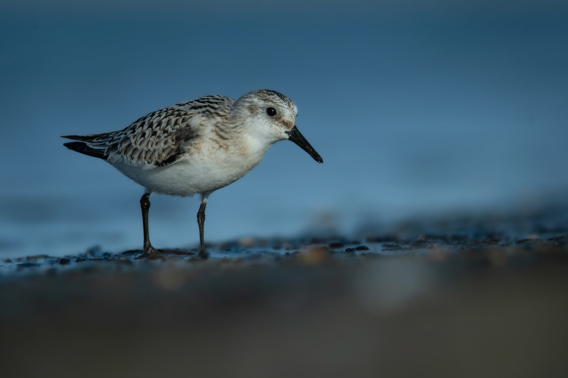 Piaskowiec (Calidris alba)