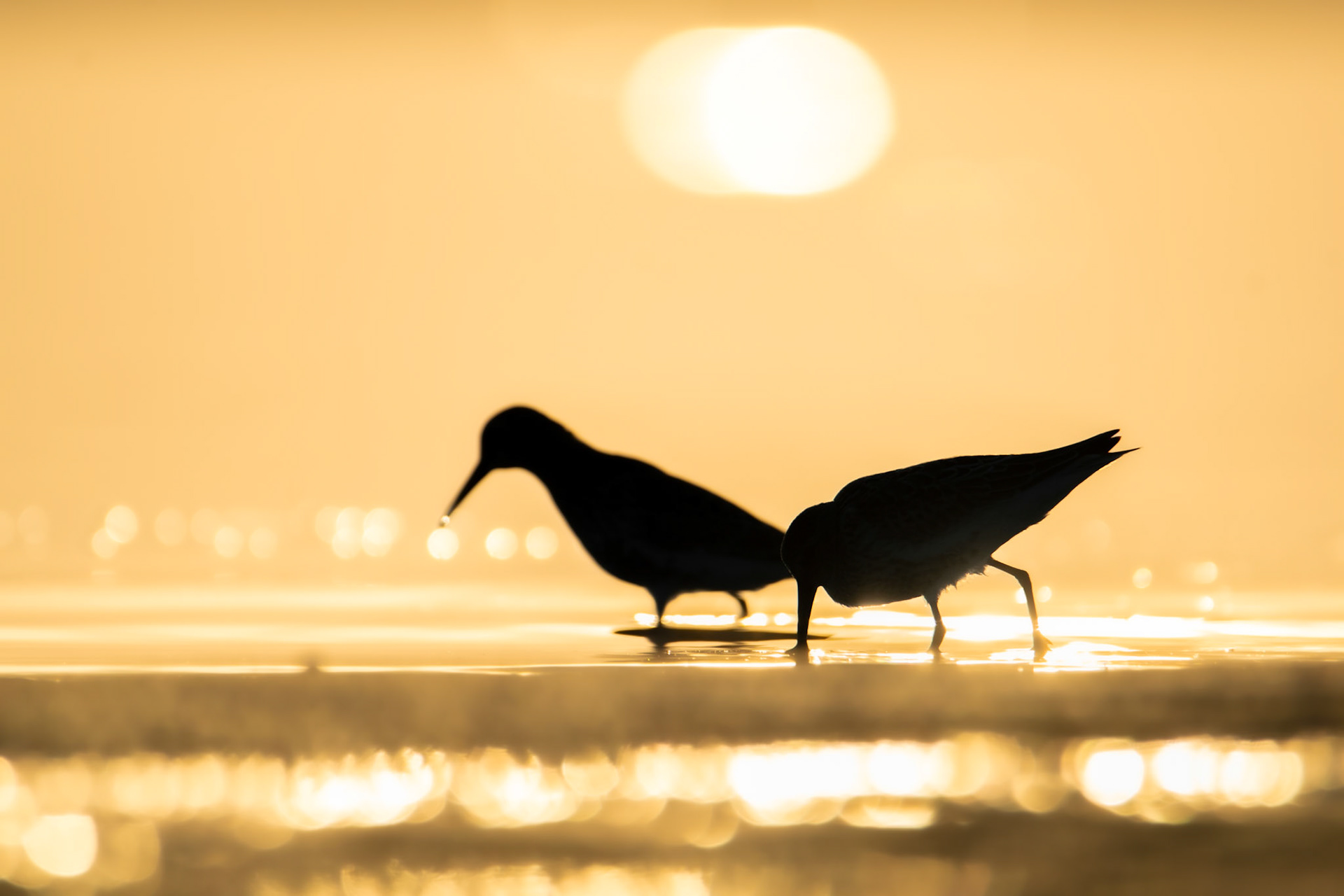 Biegus zmienny (Calidris alpina)