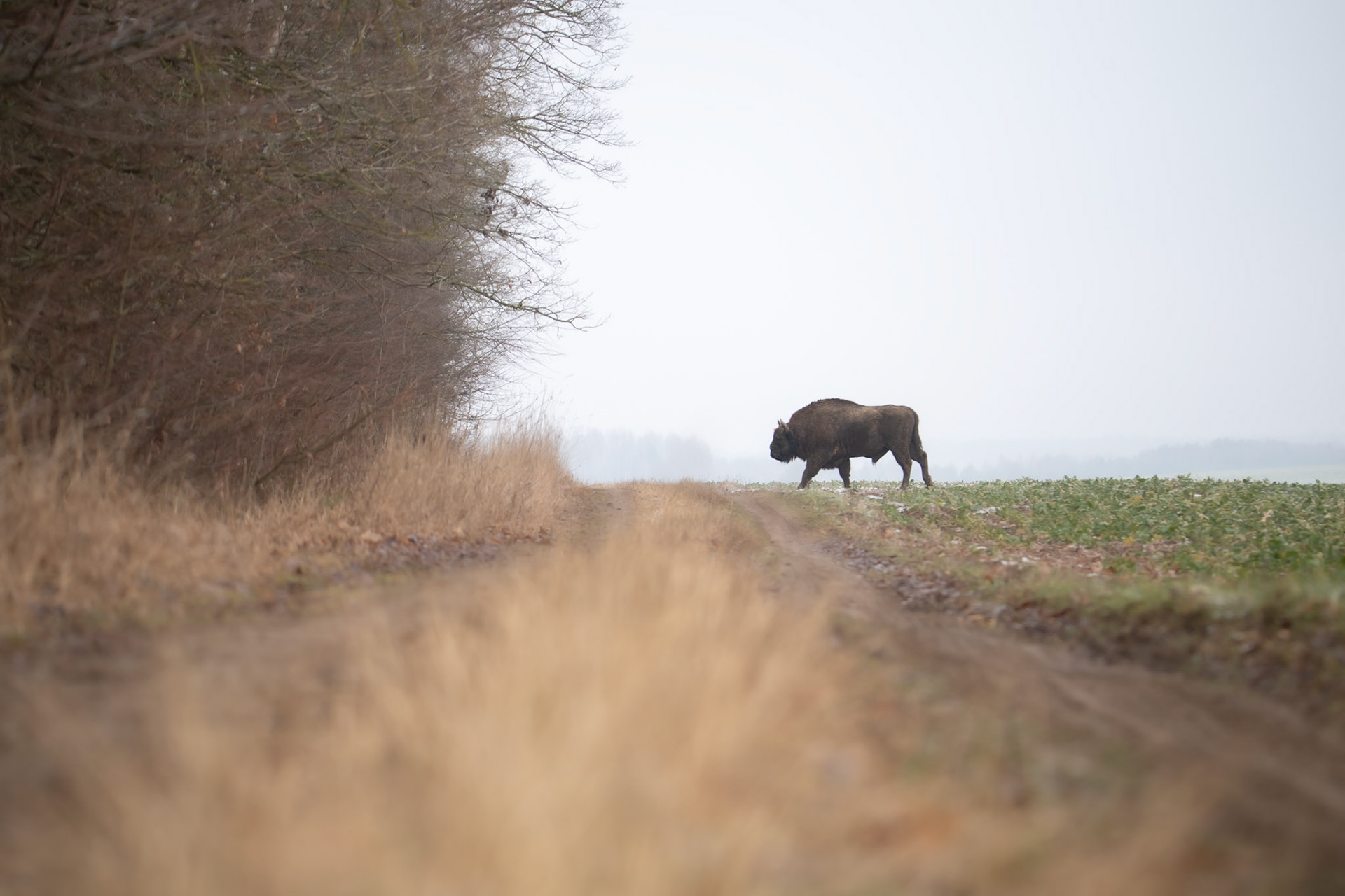 Żubr europejski (Bos bonasus)