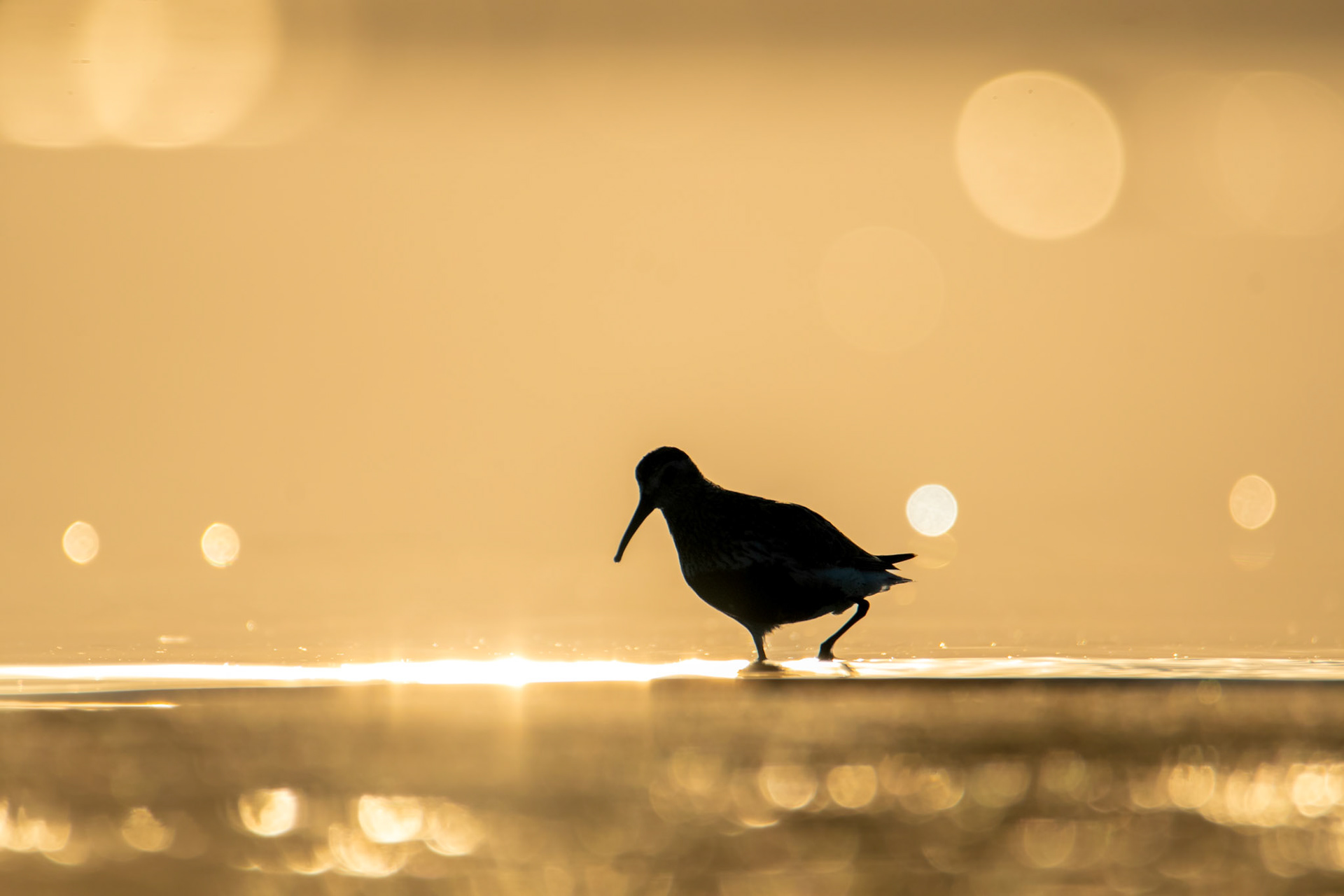 Biegus zmienny (Calidris alpina)