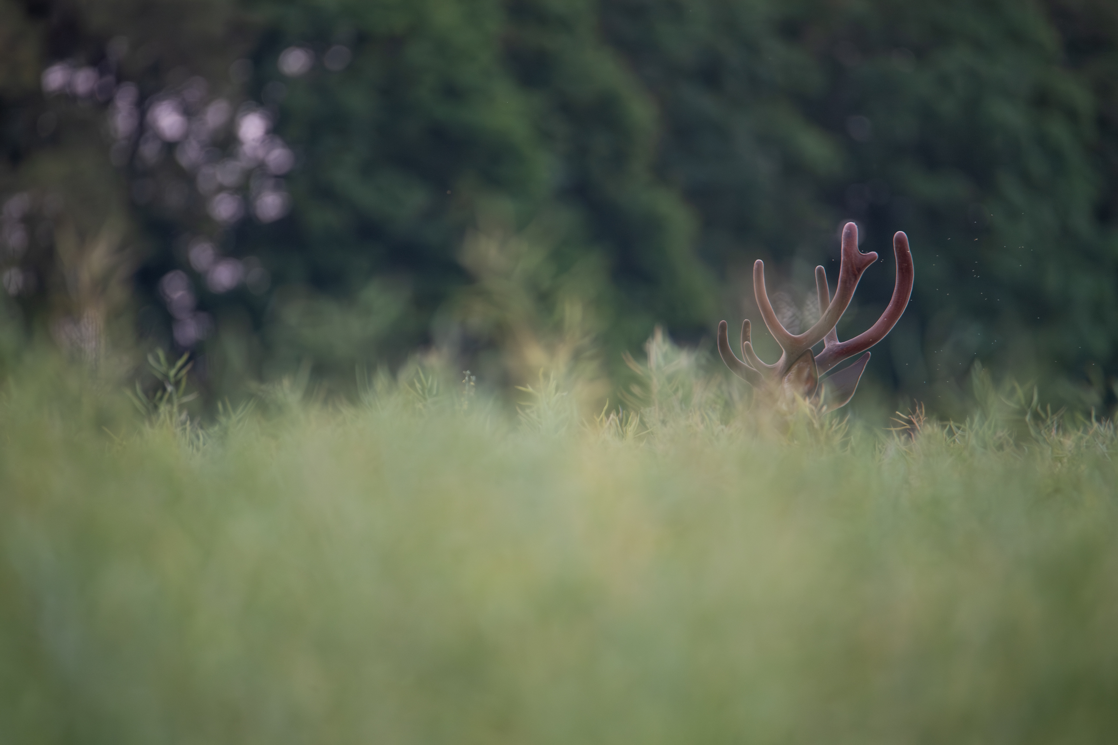 Jeleń szlachetny Cervus elaphus) 