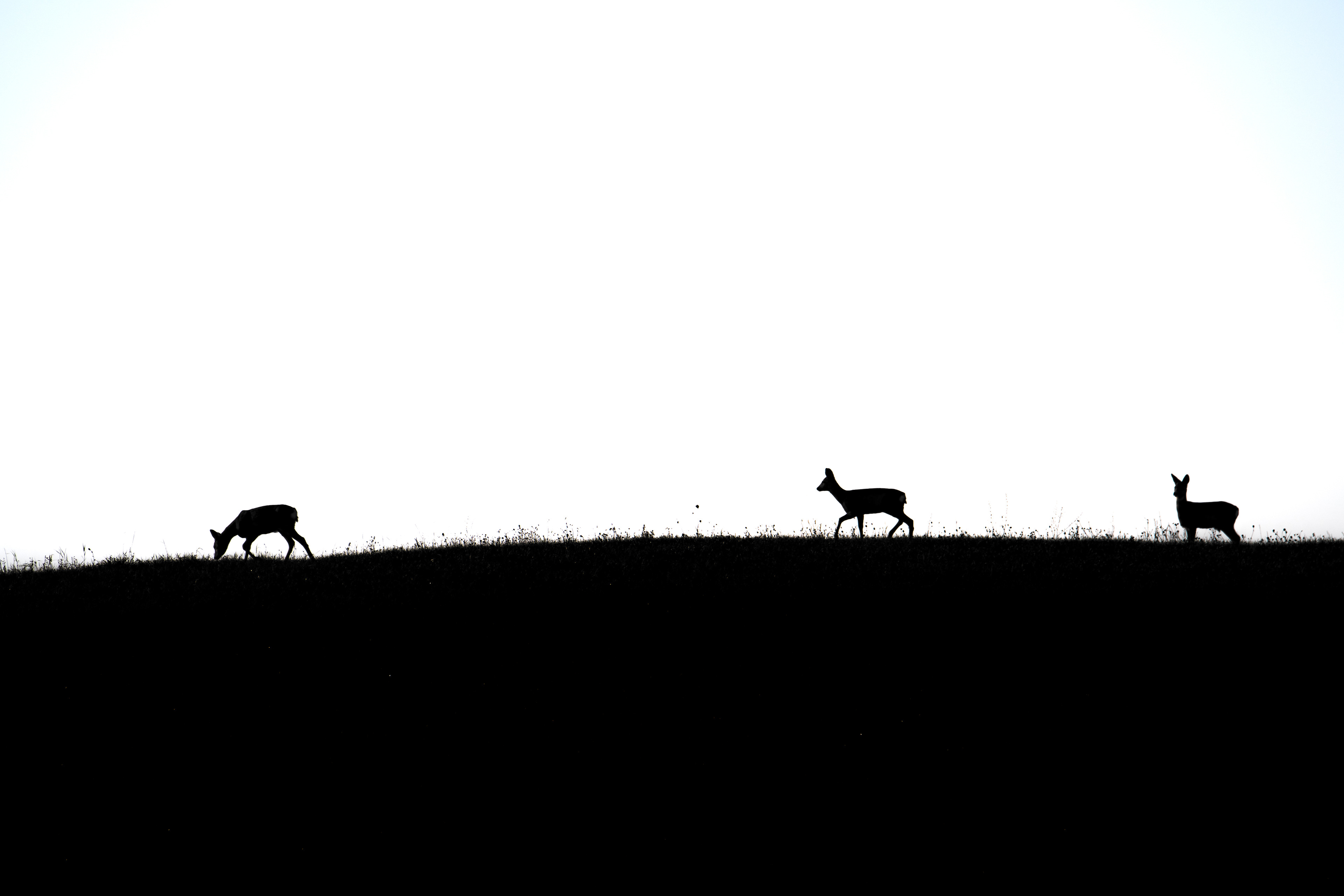 Sarna europejska (Capreolus capreolus)