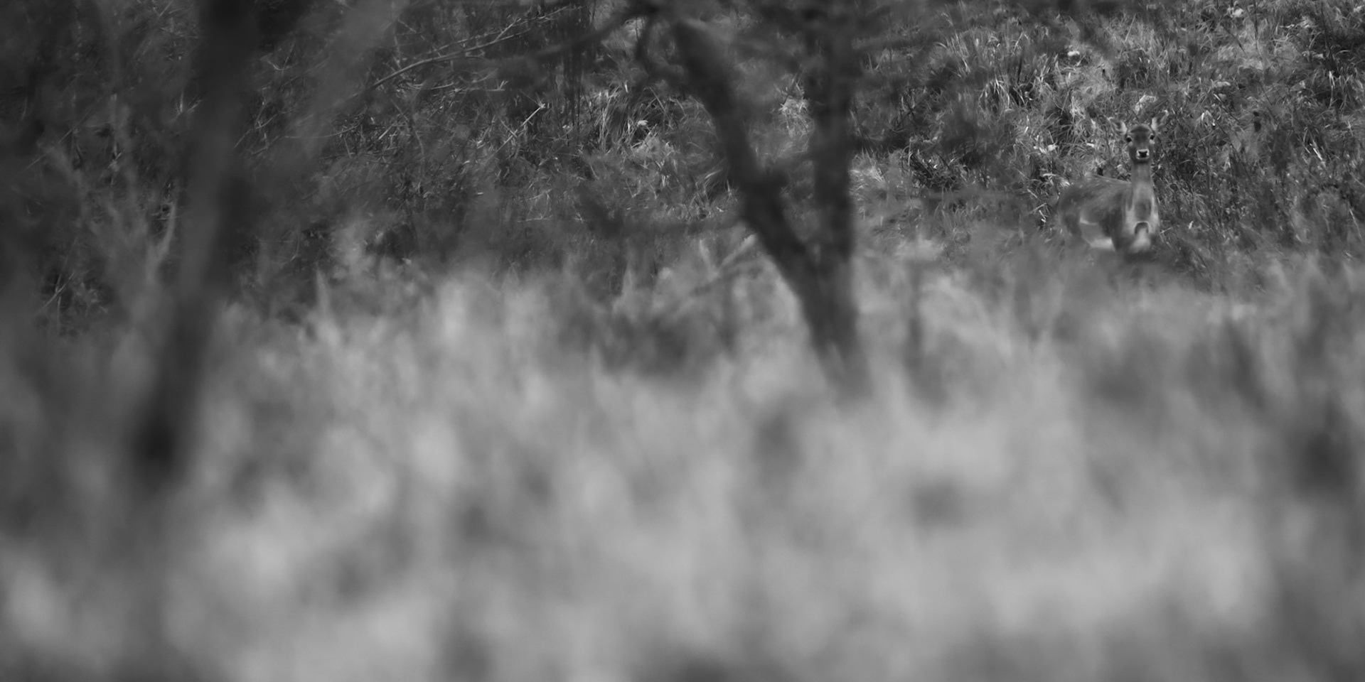 Daniel zwyczajny (Dama dama)