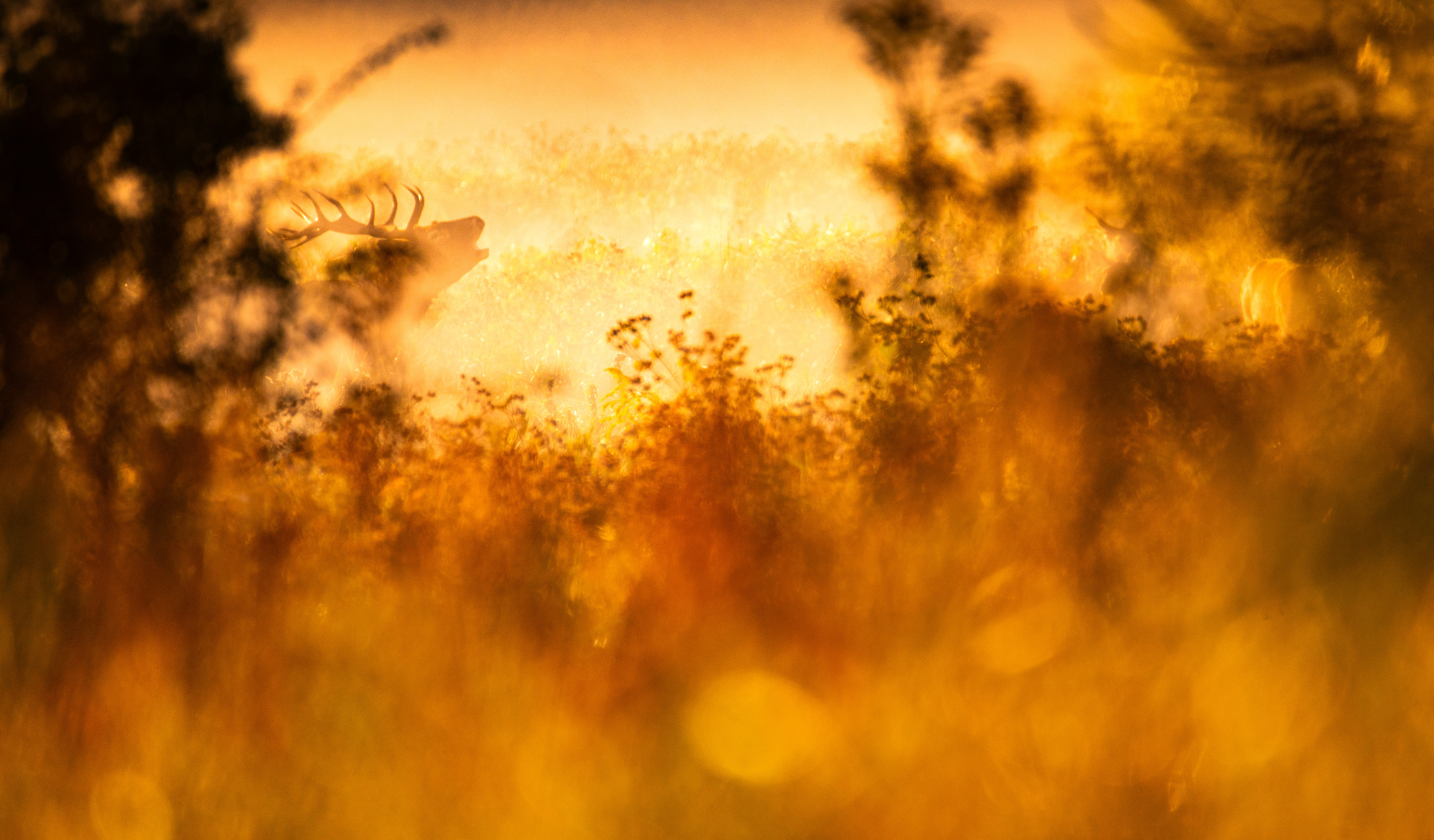 Jeleń szlachetny Cervus elaphus) 