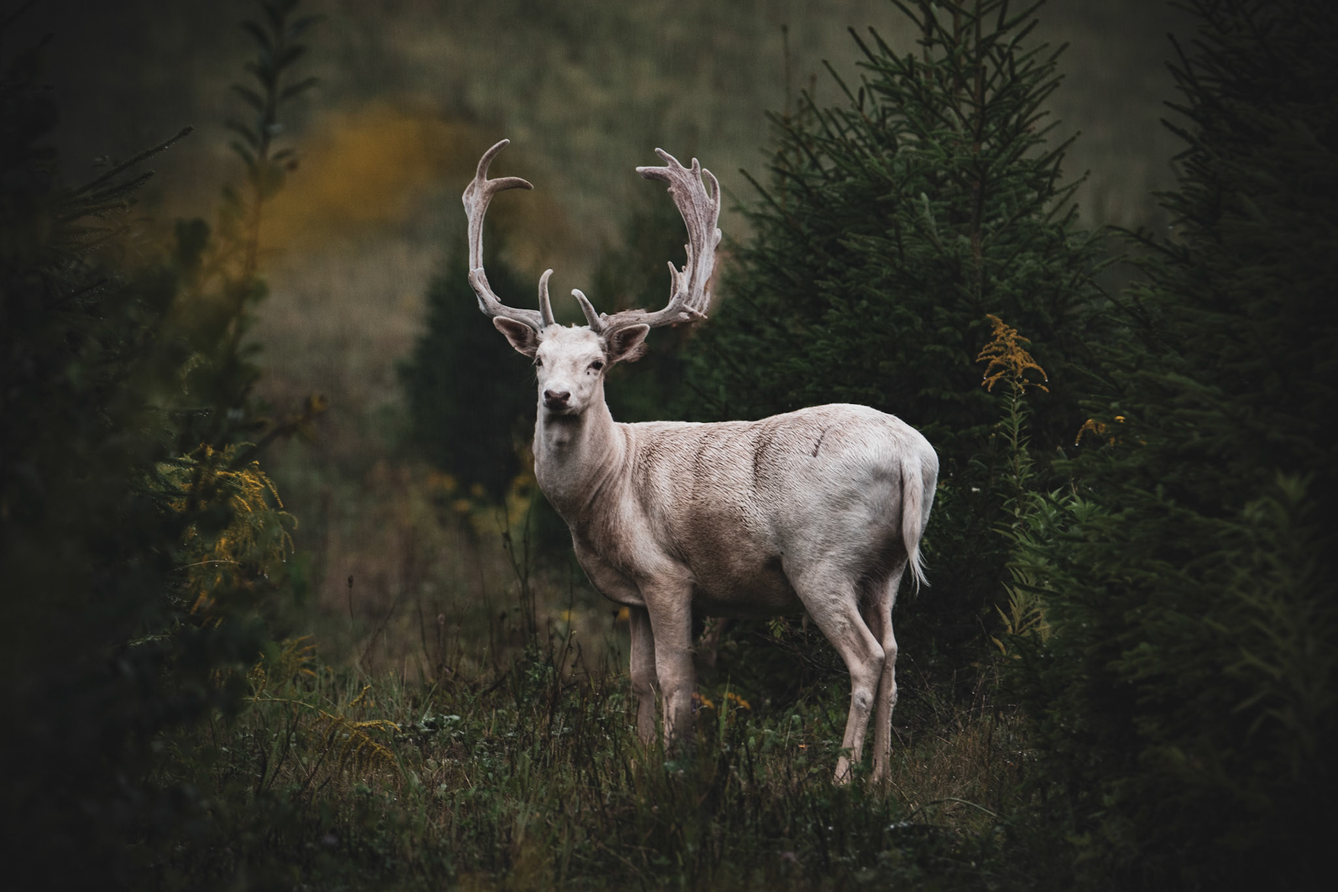 Daniel zwyczajny (Dama dama)