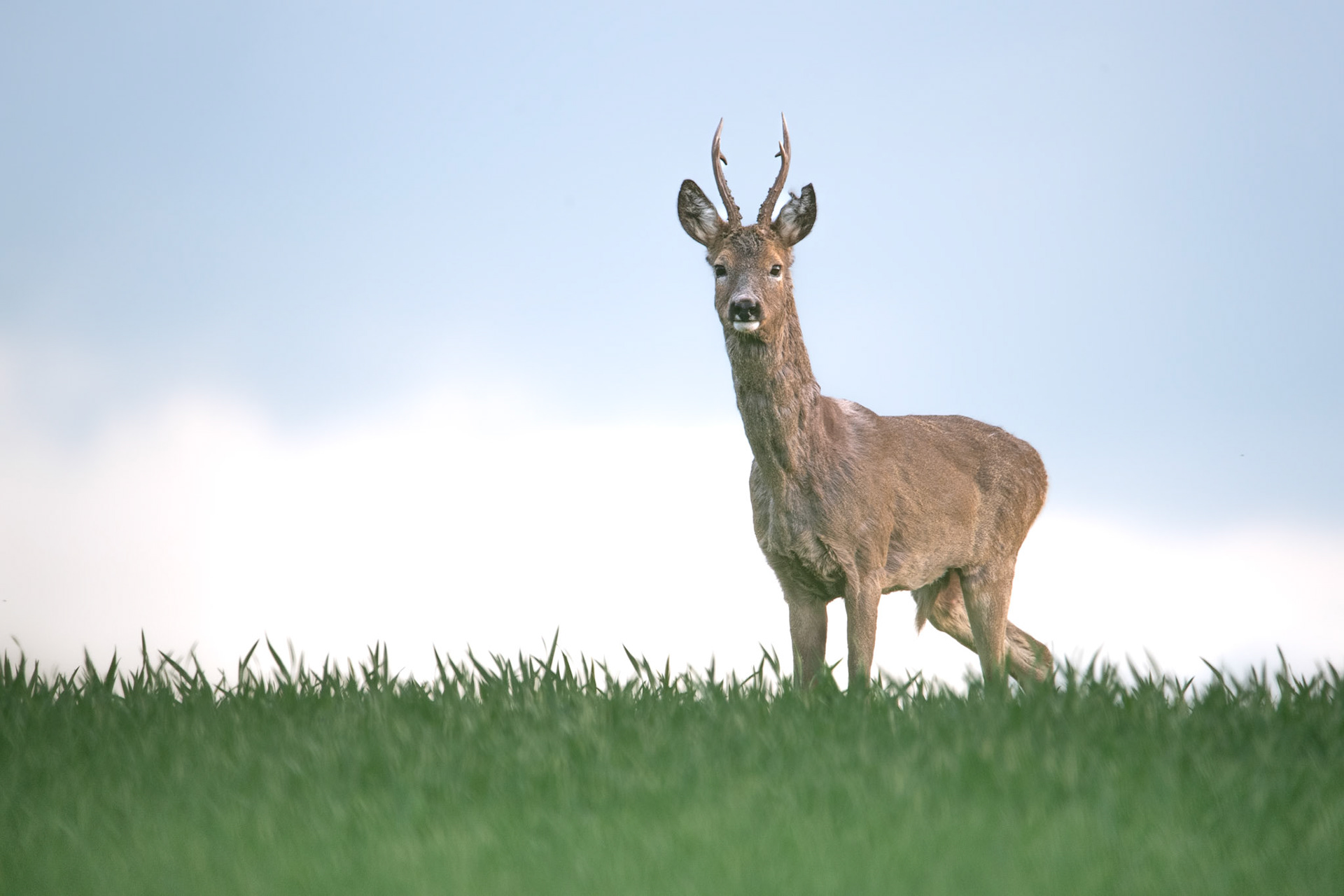 Sarna europejska (Capreolus capreolus)