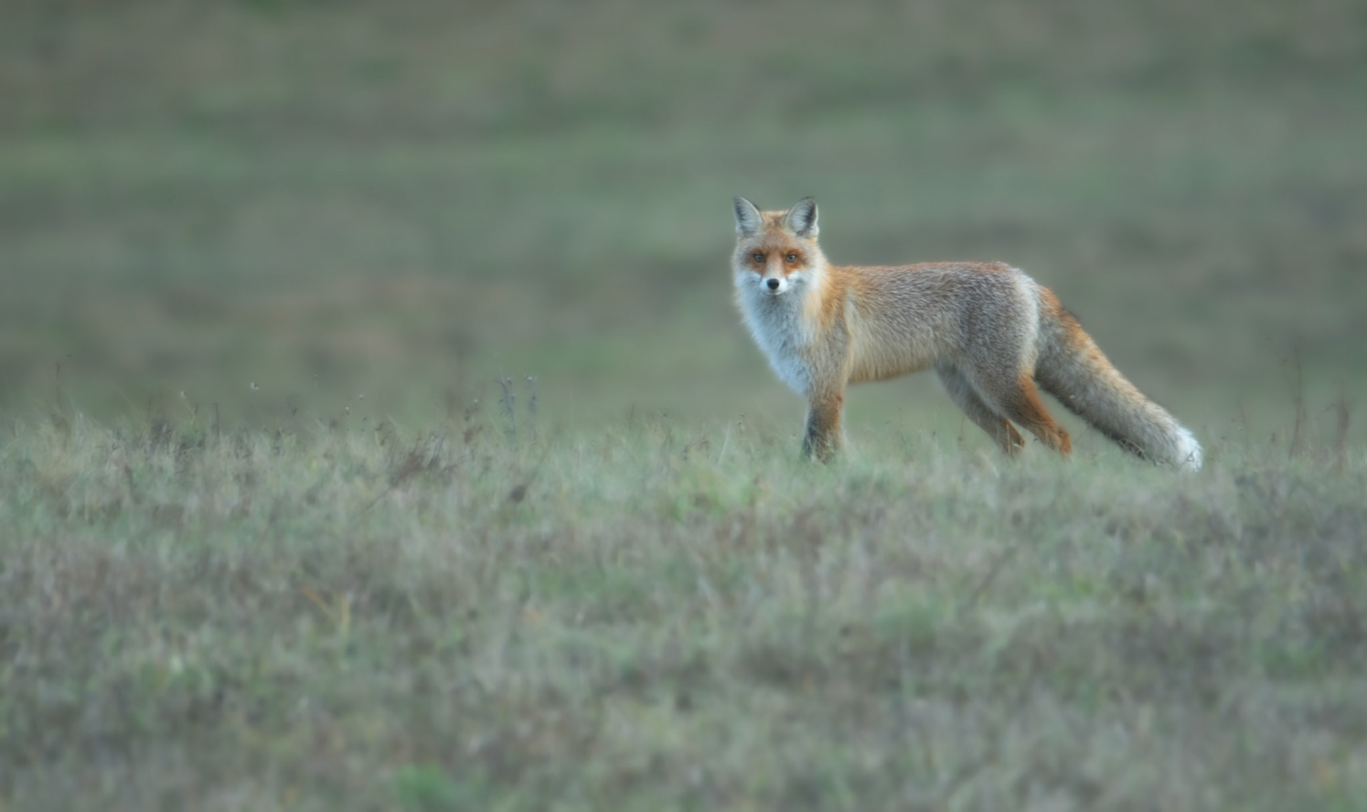 Lis rudy (Vulpes vulpes)