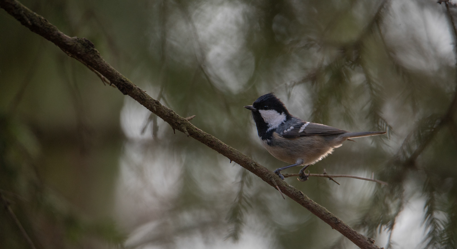 sikora sosnówka (Periparus ater)