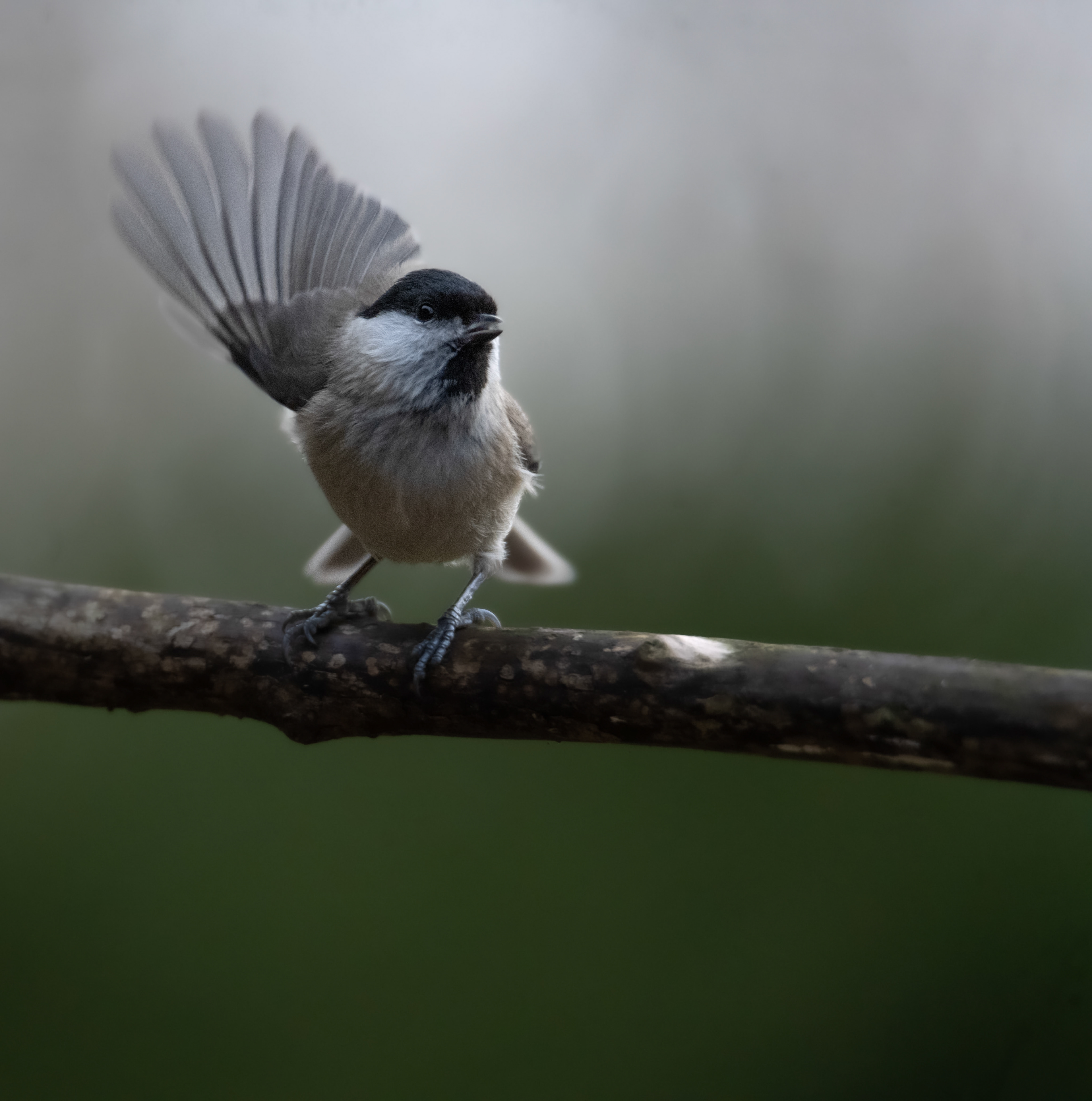 Sikora uboga (Poecile palustris)