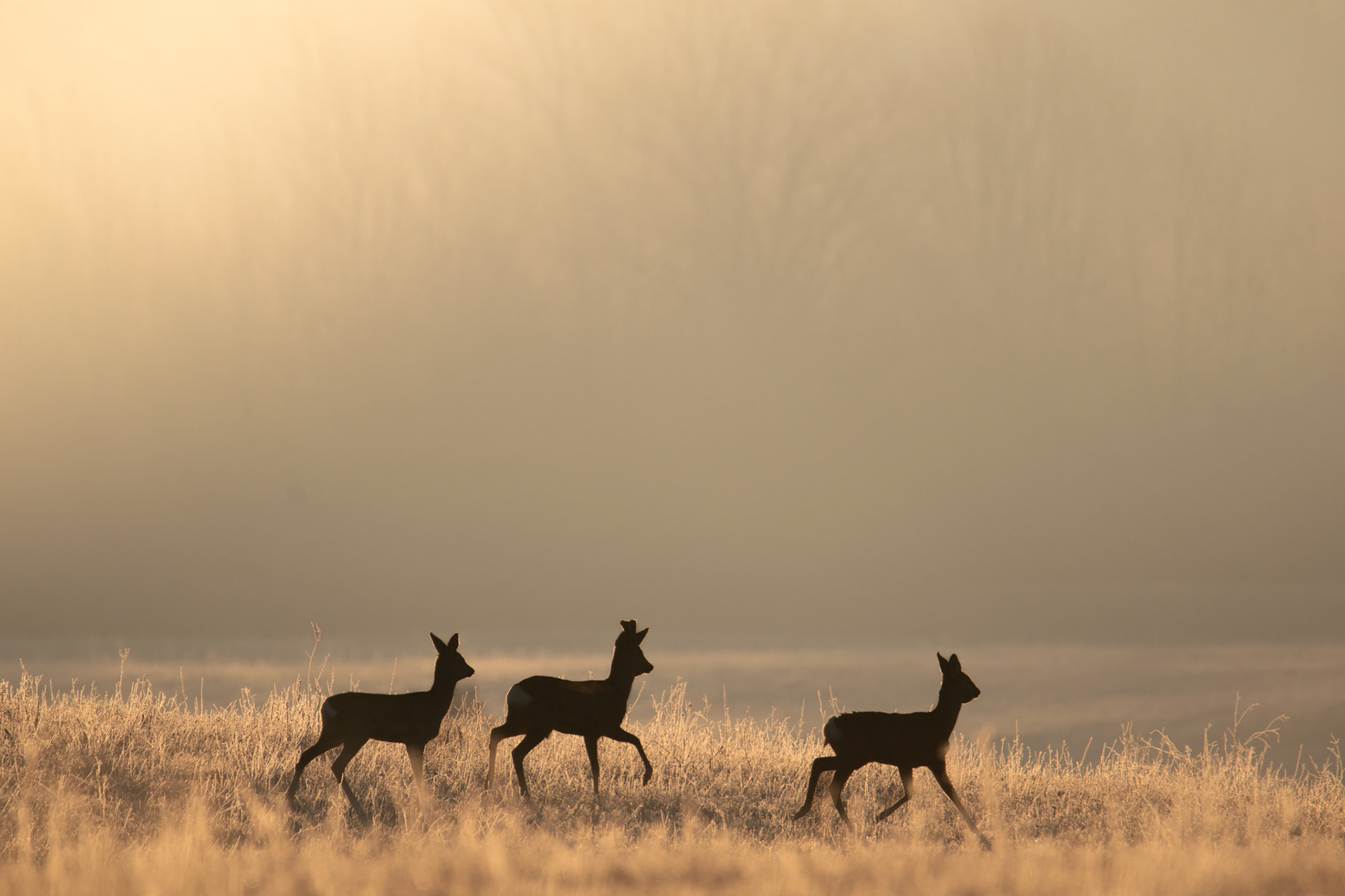 Sarna europejska (Capreolus capreolus)