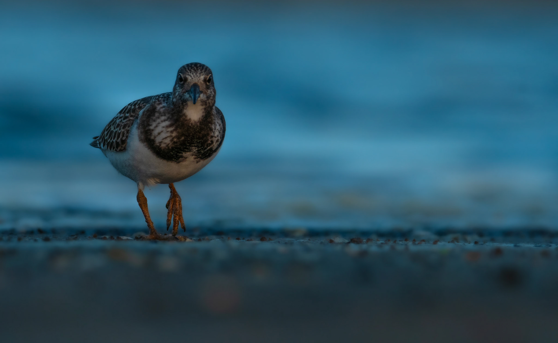 Kamusznik (Arenaria interpres)
