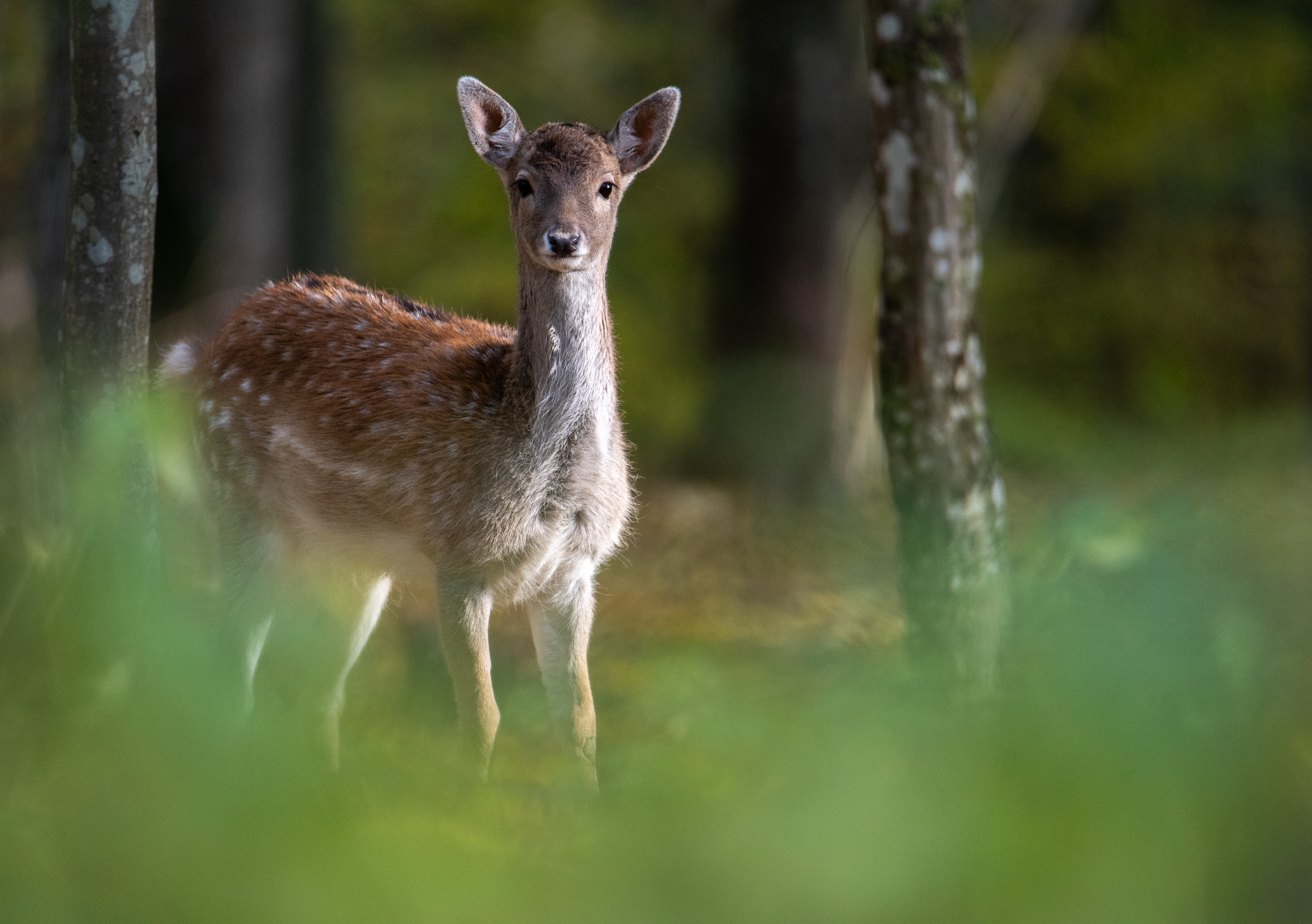 Daniel zwyczajny (Dama dama)