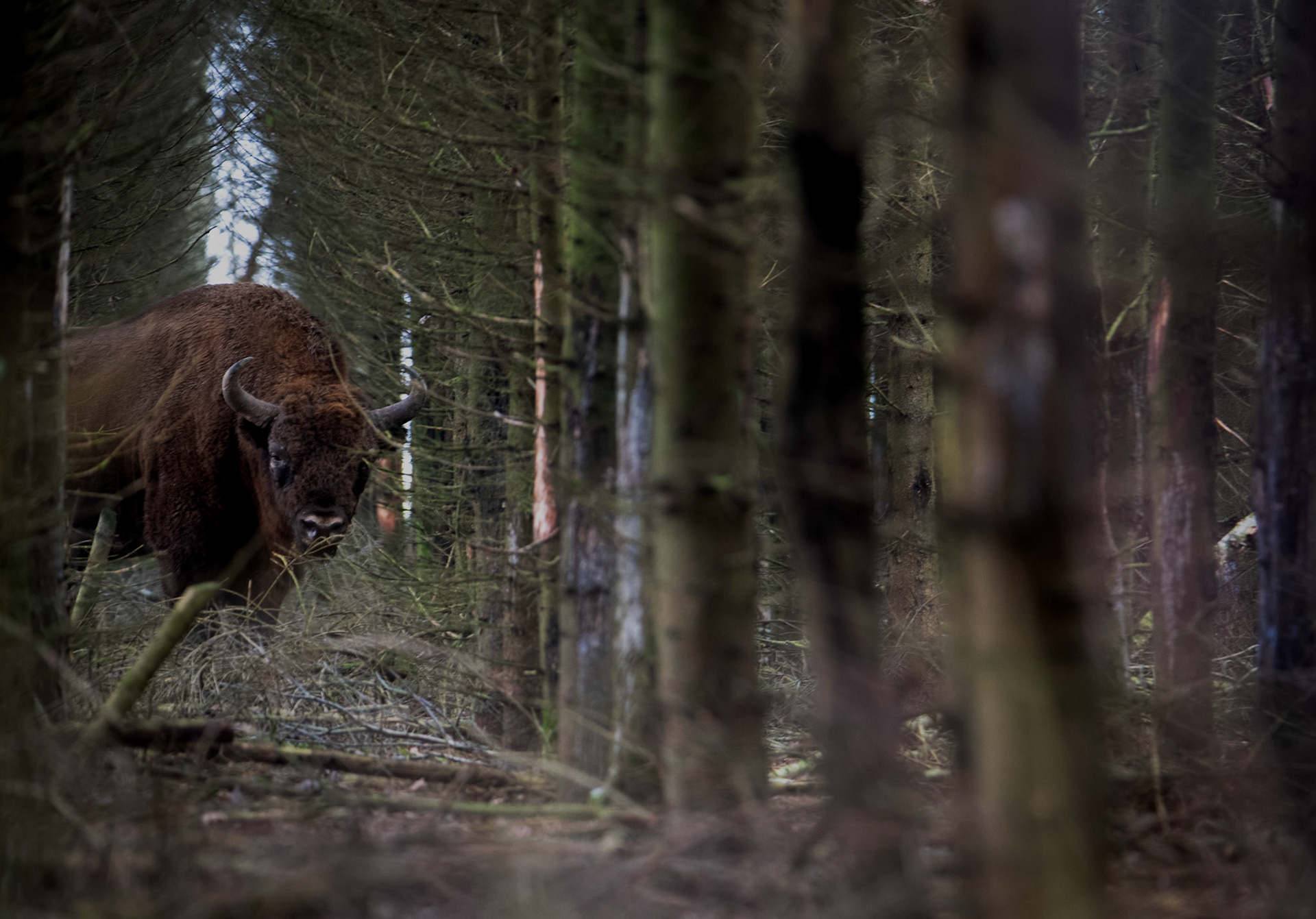 Żubr europejski (Bos bonasus)