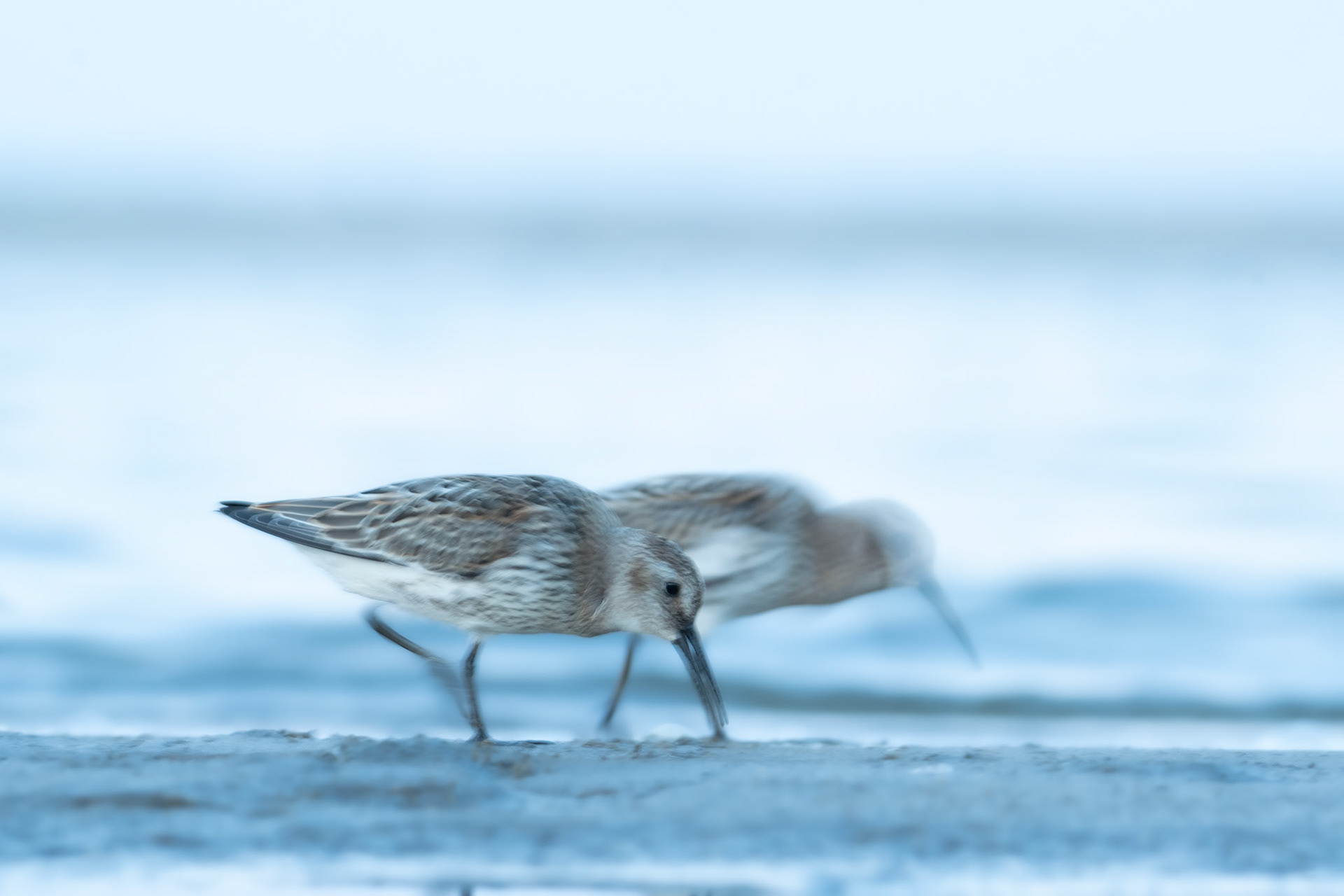 Biegus zmienny (Calidris alpina)