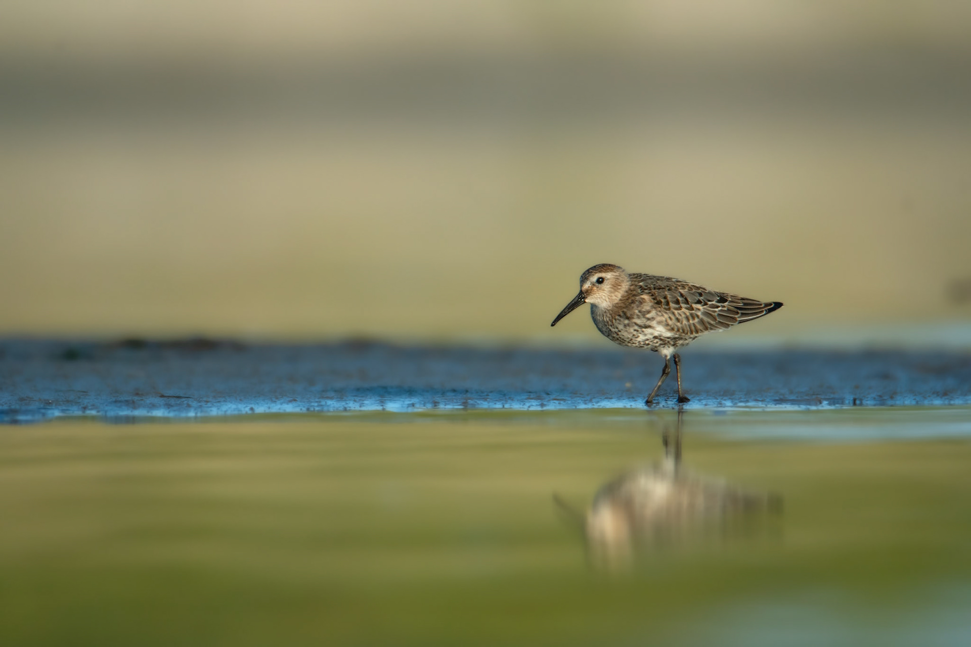 Biegus zmienny (Calidris alpina)