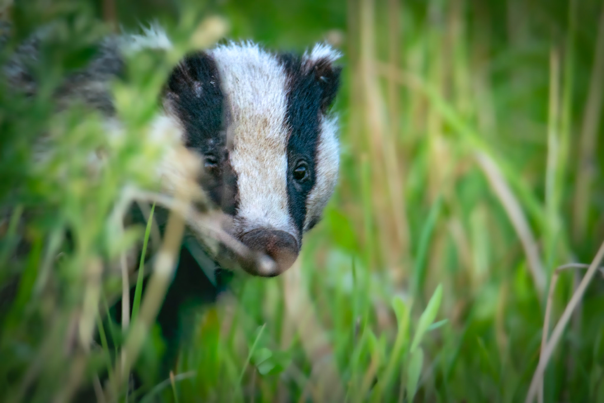 Borsuk europejski (Meles meles)